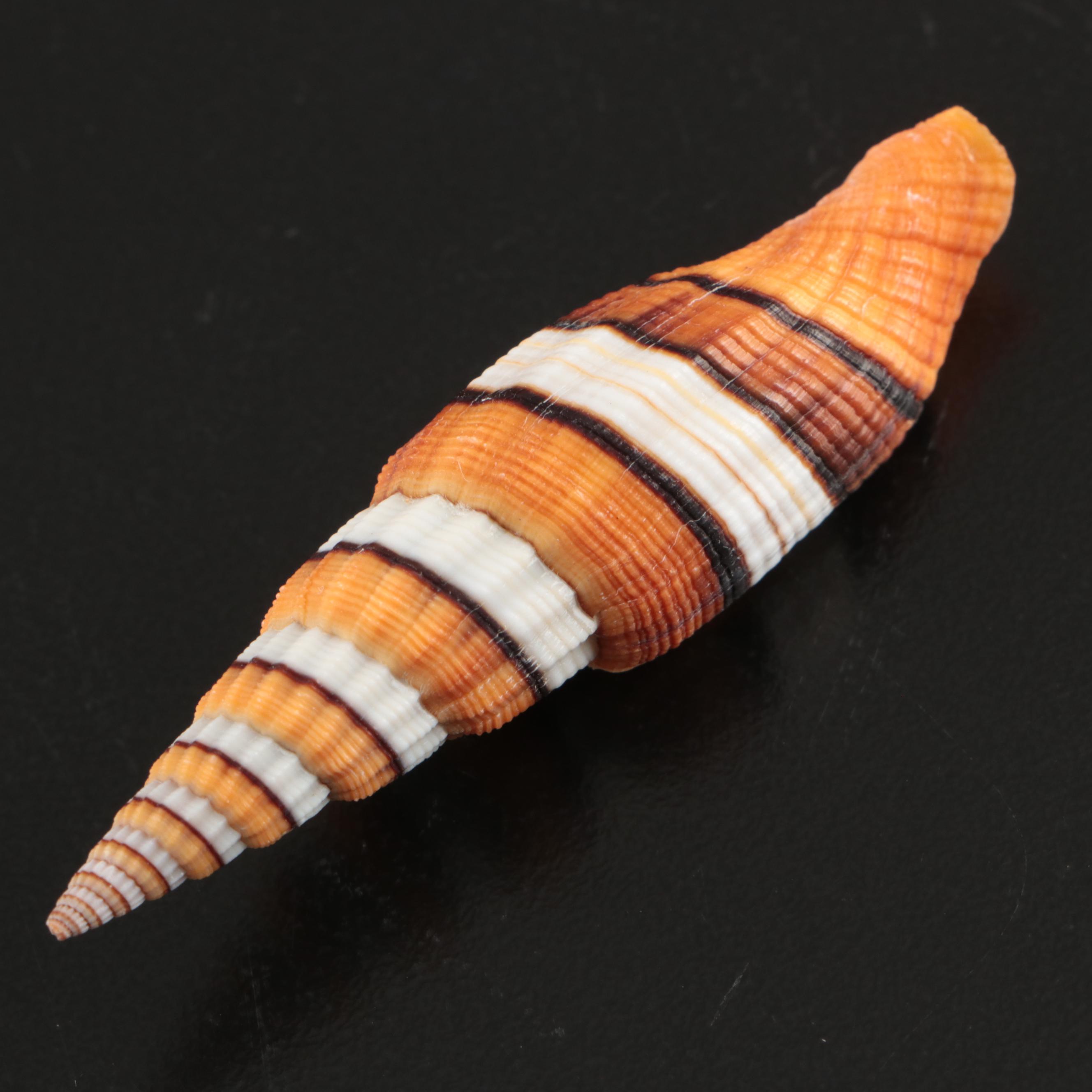 Queen Miter, Giant Clam, Harp Shell, Sand Dollars and More