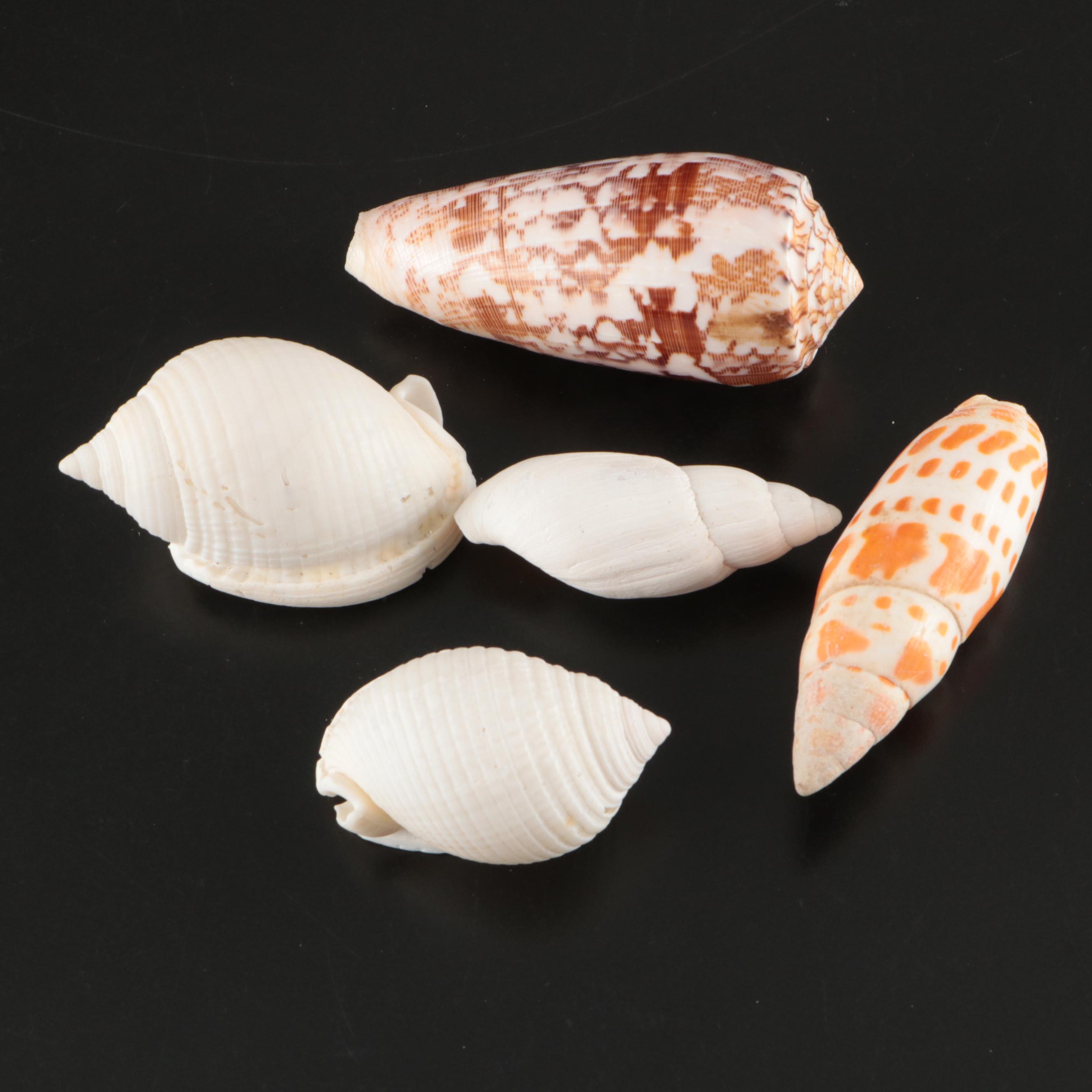 Queen Miter, Giant Clam, Harp Shell, Sand Dollars and More