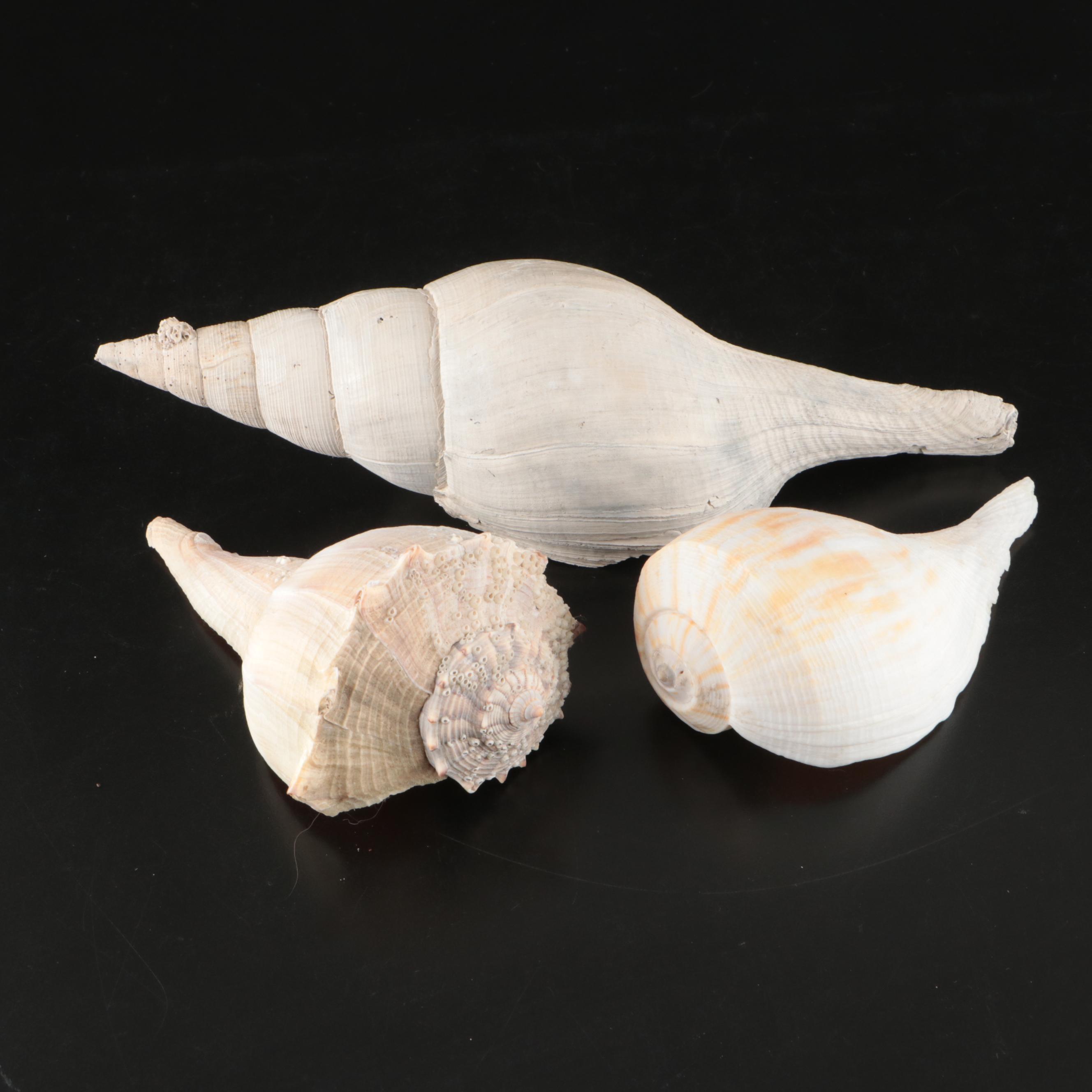 Queen Miter, Giant Clam, Harp Shell, Sand Dollars and More