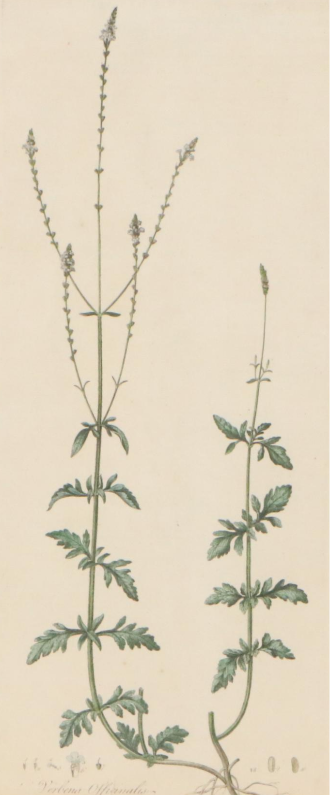 Antique Hand-Colored Botanical Engraving "Verbena Officinalis," Circa 1777