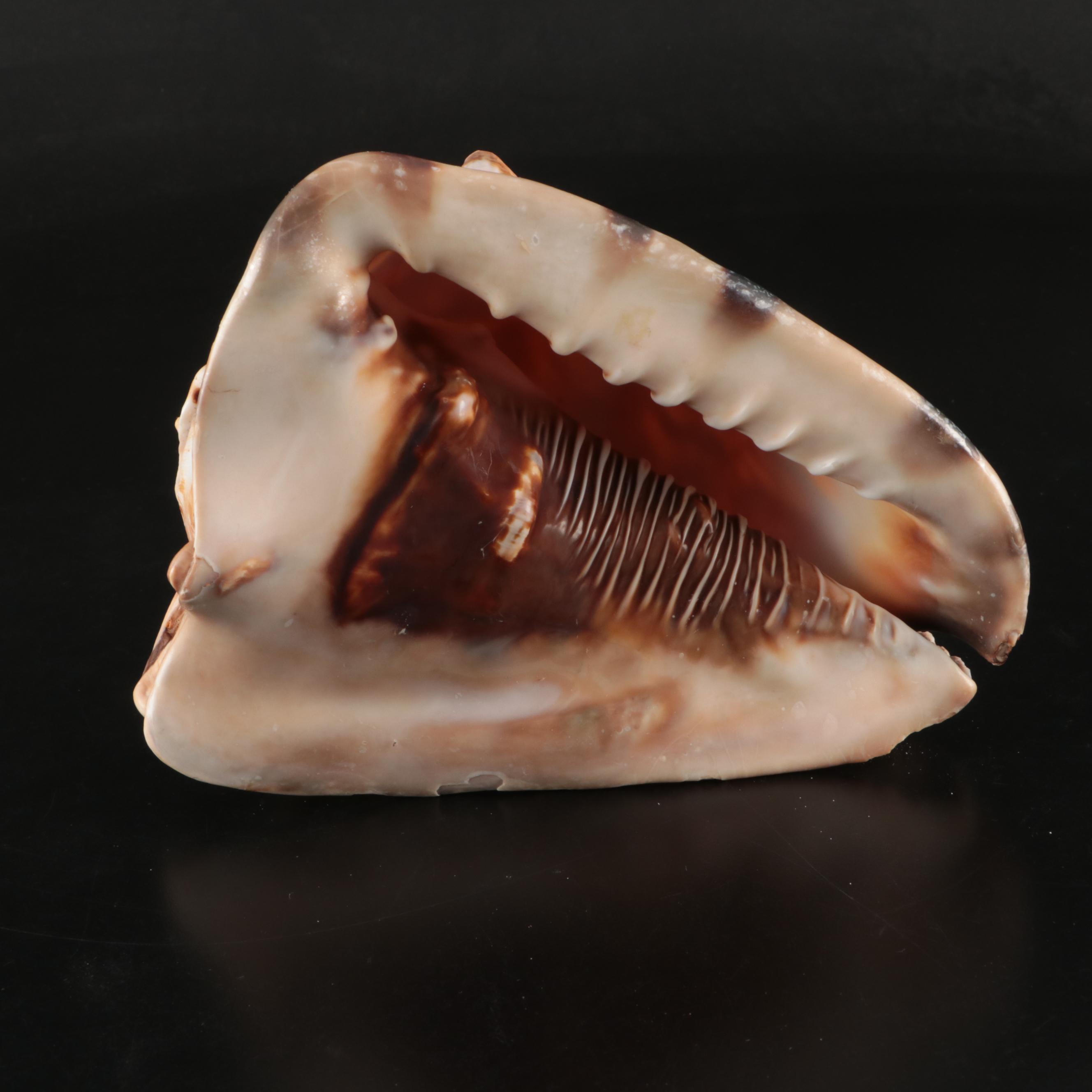 Queen Miter, Giant Clam, Harp Shell, Sand Dollars and More