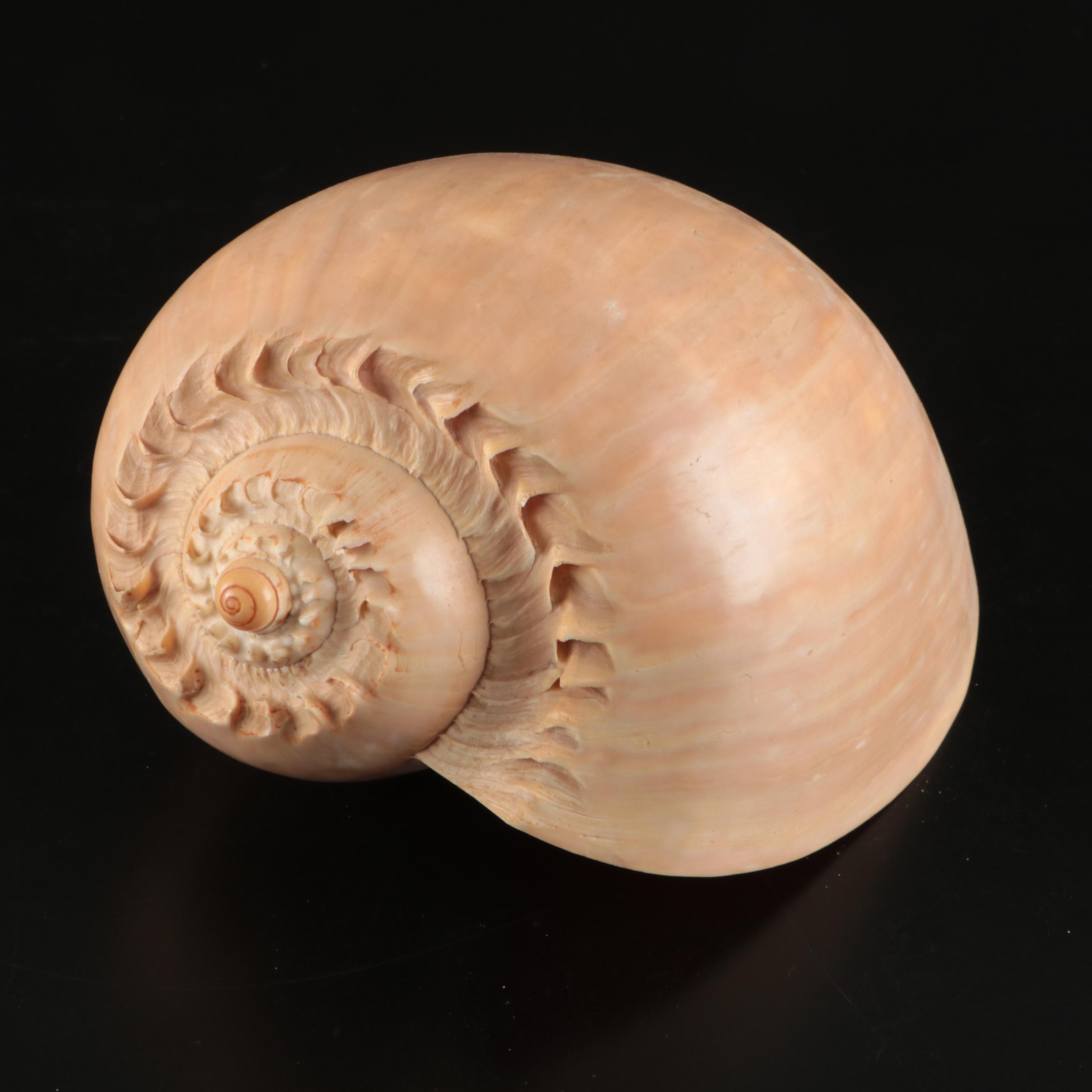 Queen Miter, Giant Clam, Harp Shell, Sand Dollars and More