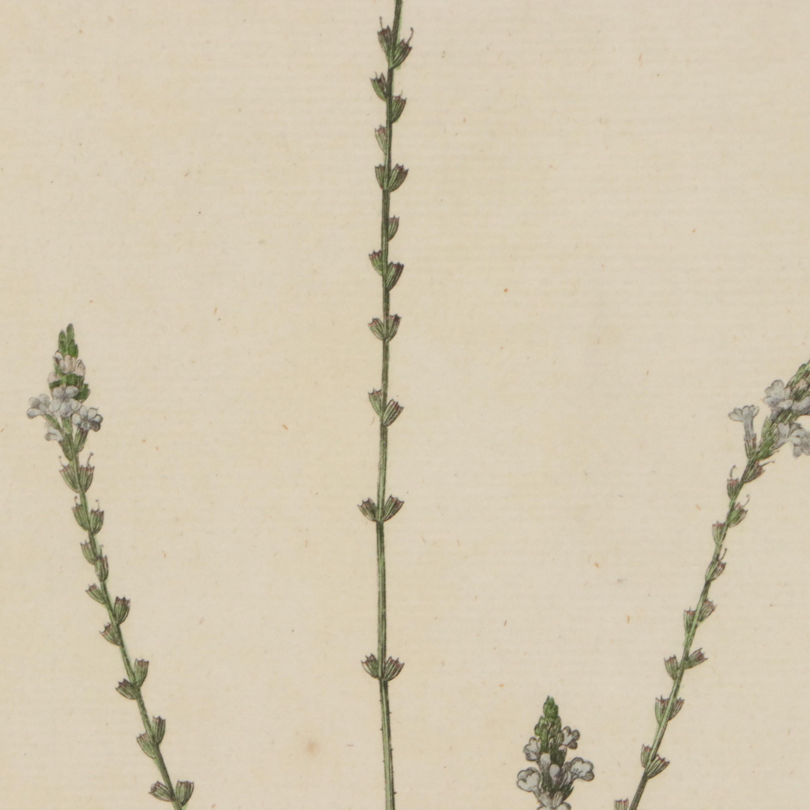 Antique Hand-Colored Botanical Engraving "Verbena Officinalis," Circa 1777