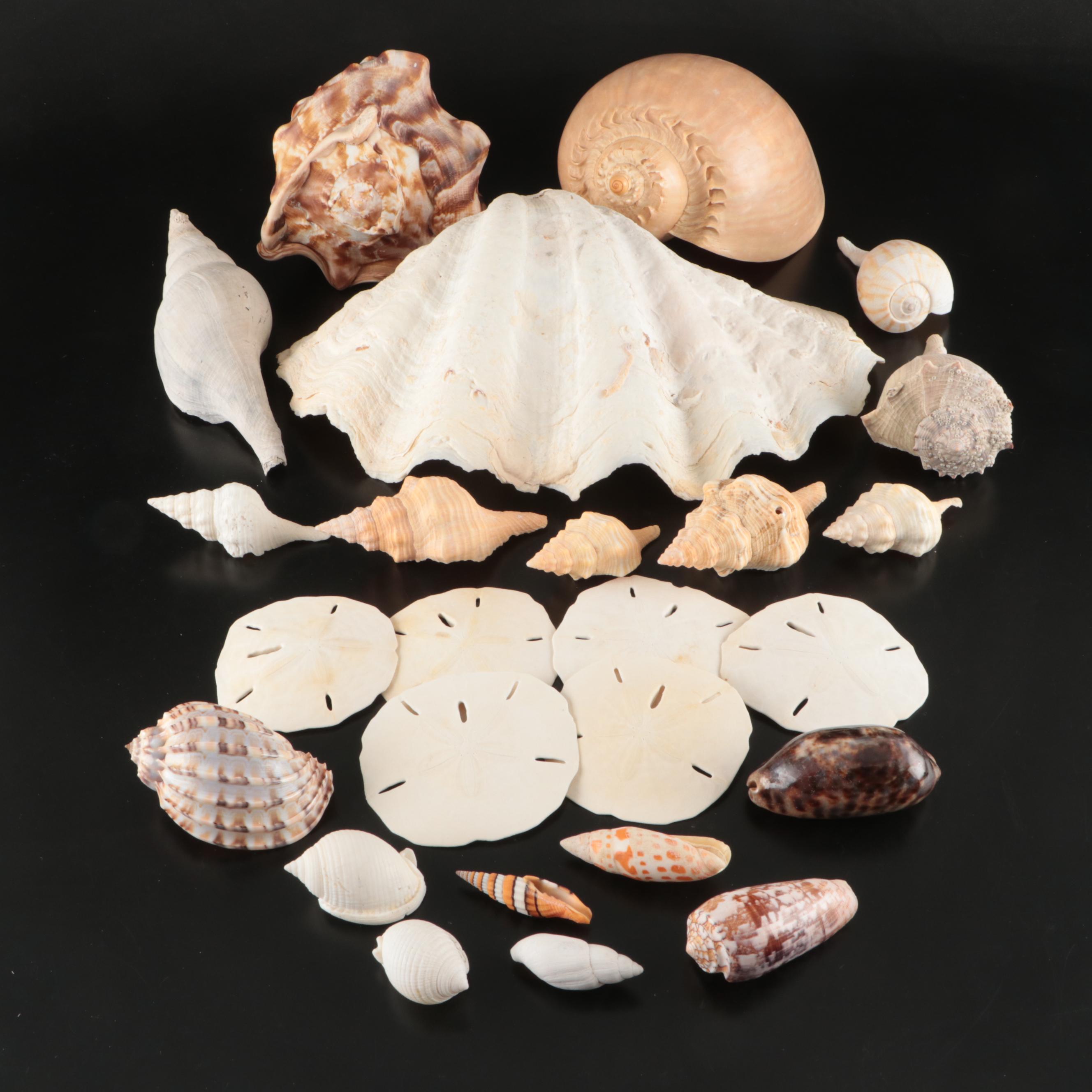 Queen Miter, Giant Clam, Harp Shell, Sand Dollars and More