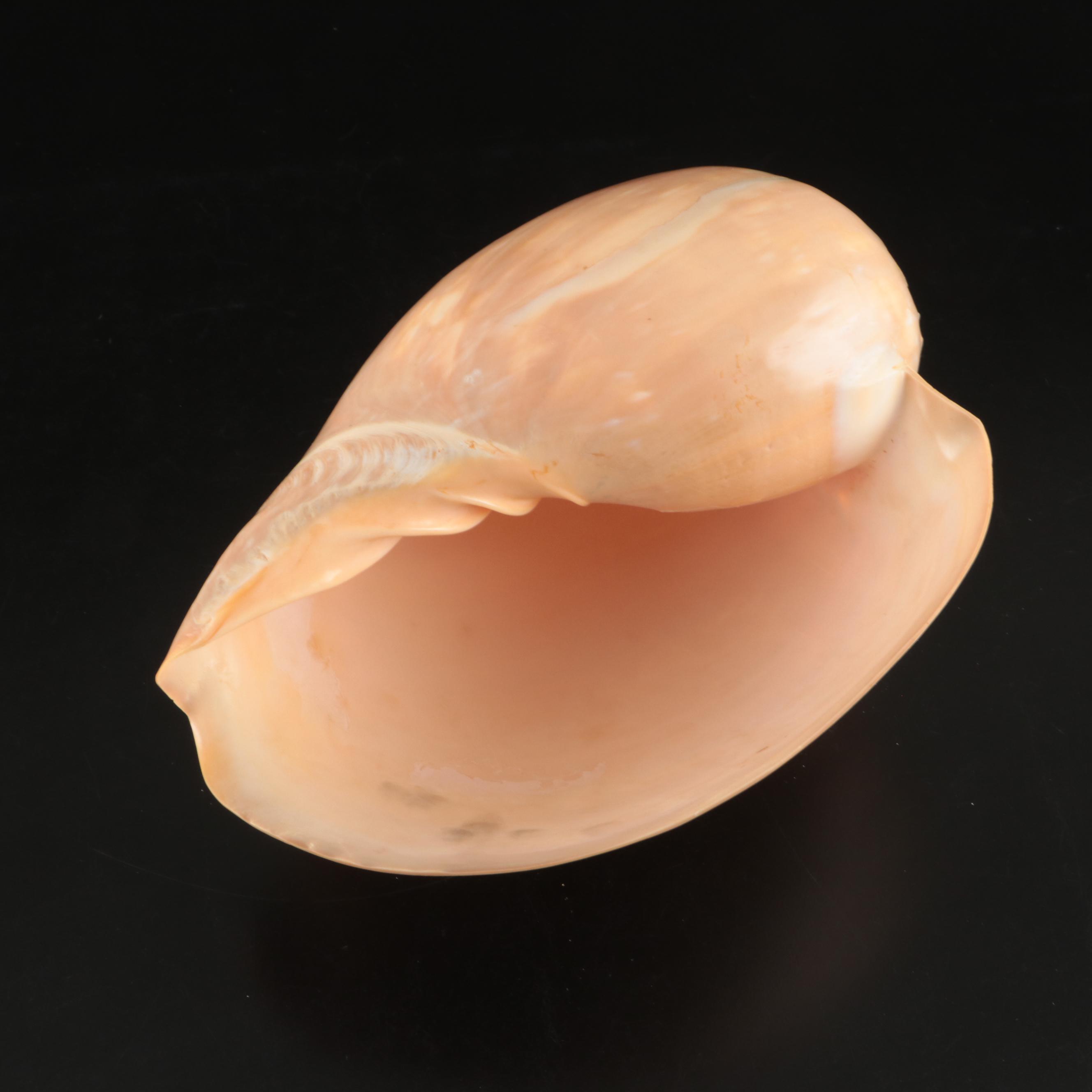 Queen Miter, Giant Clam, Harp Shell, Sand Dollars and More