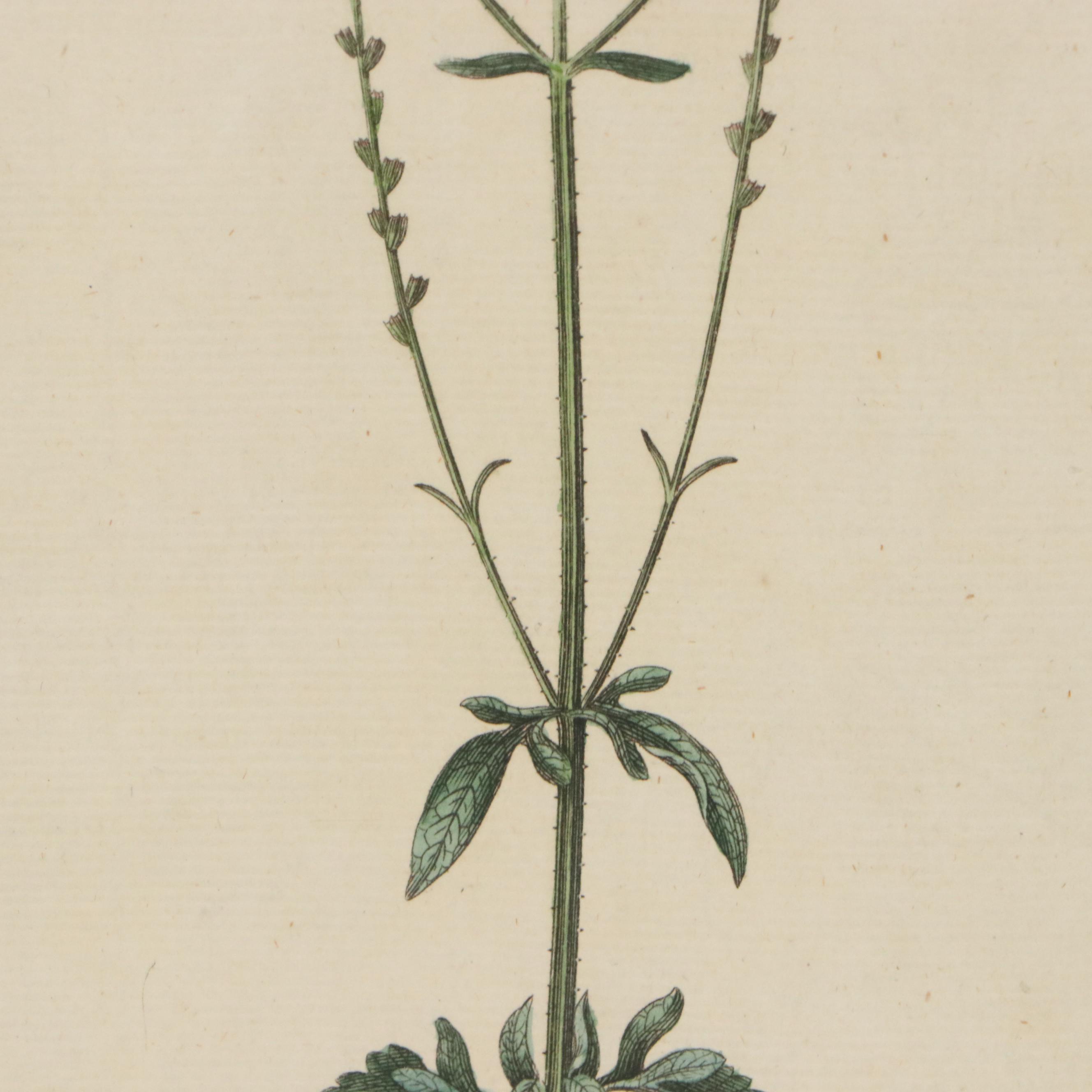 Antique Hand-Colored Botanical Engraving "Verbena Officinalis," Circa 1777