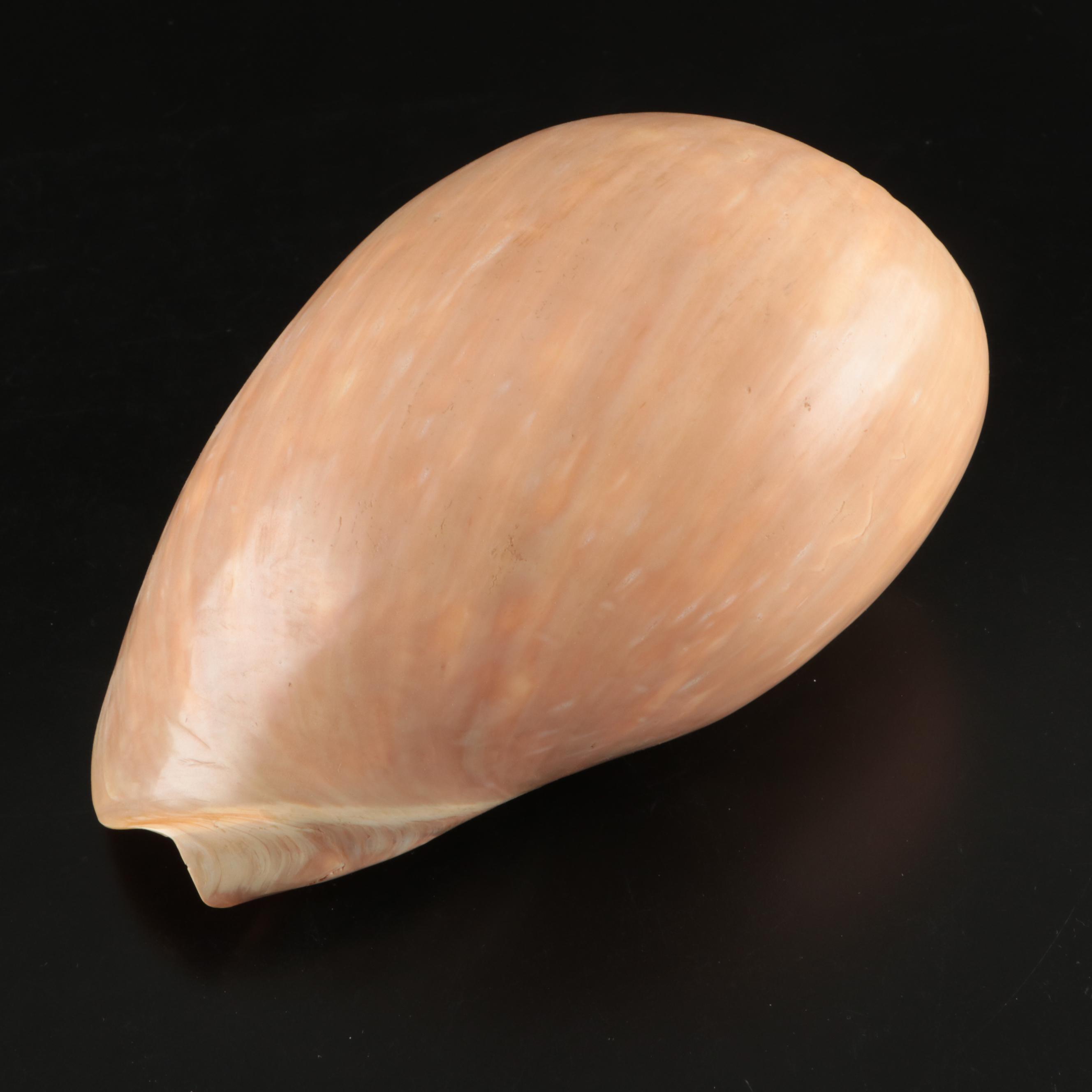 Queen Miter, Giant Clam, Harp Shell, Sand Dollars and More