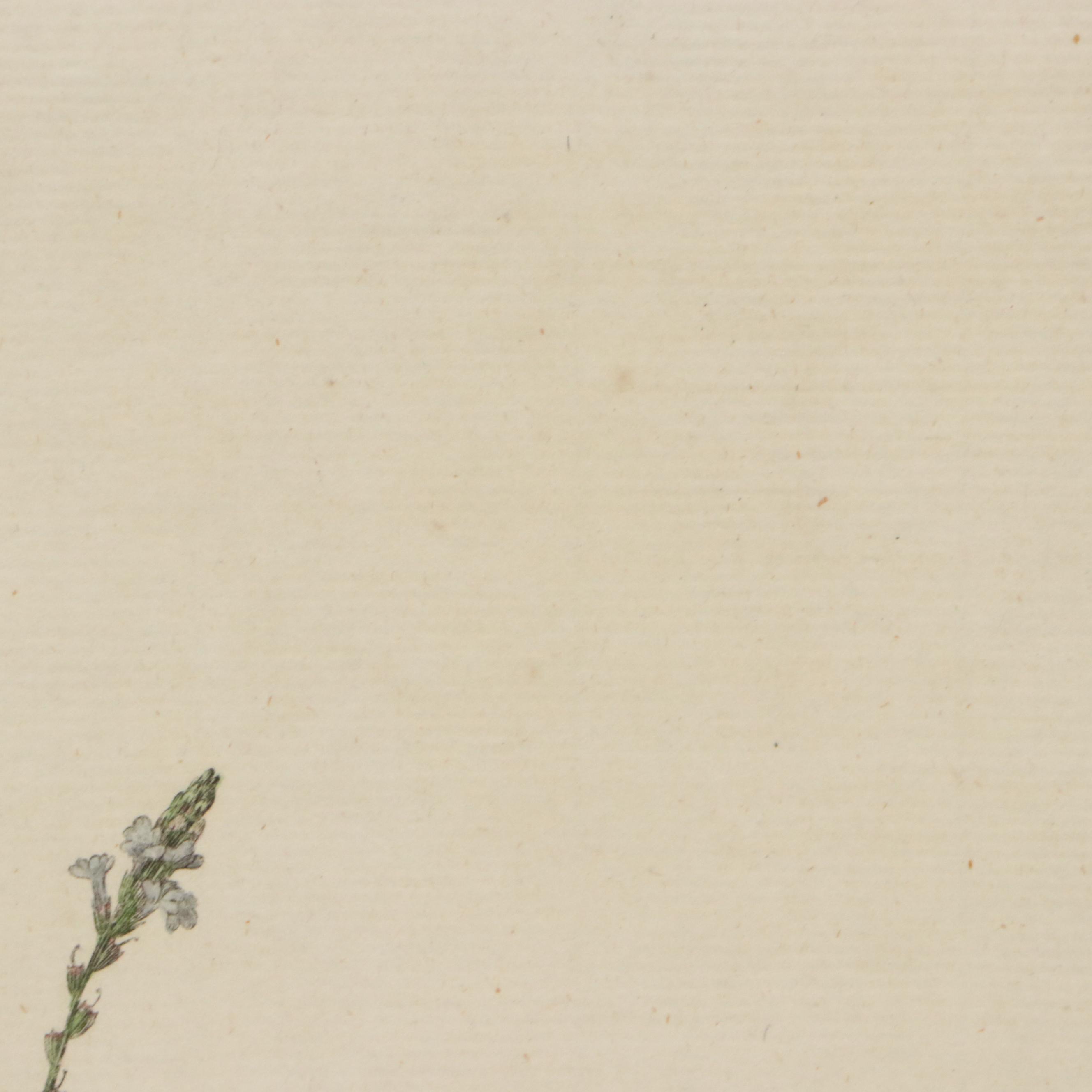 Antique Hand-Colored Botanical Engraving "Verbena Officinalis," Circa 1777