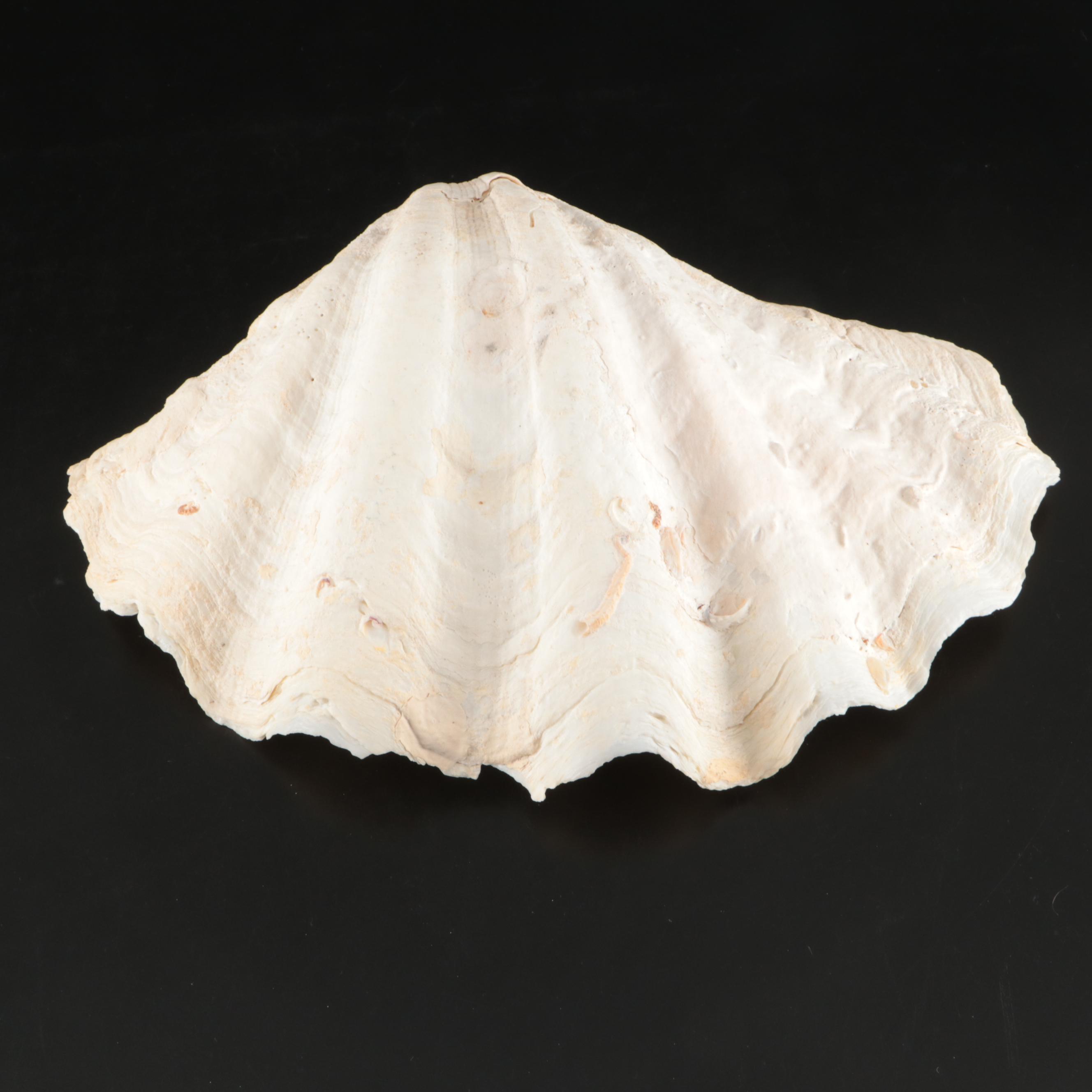 Queen Miter, Giant Clam, Harp Shell, Sand Dollars and More