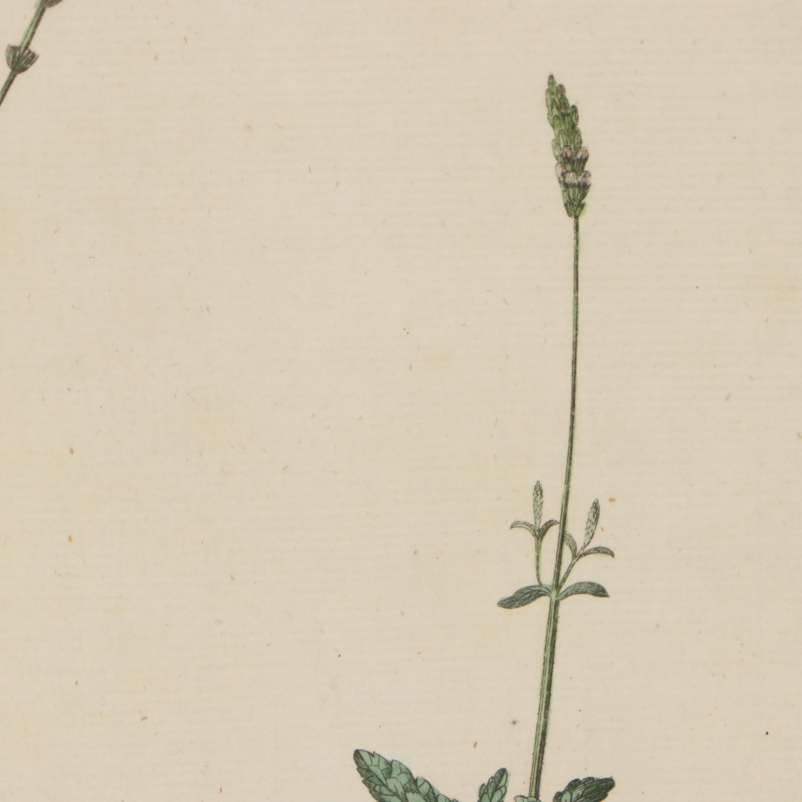Antique Hand-Colored Botanical Engraving "Verbena Officinalis," Circa 1777