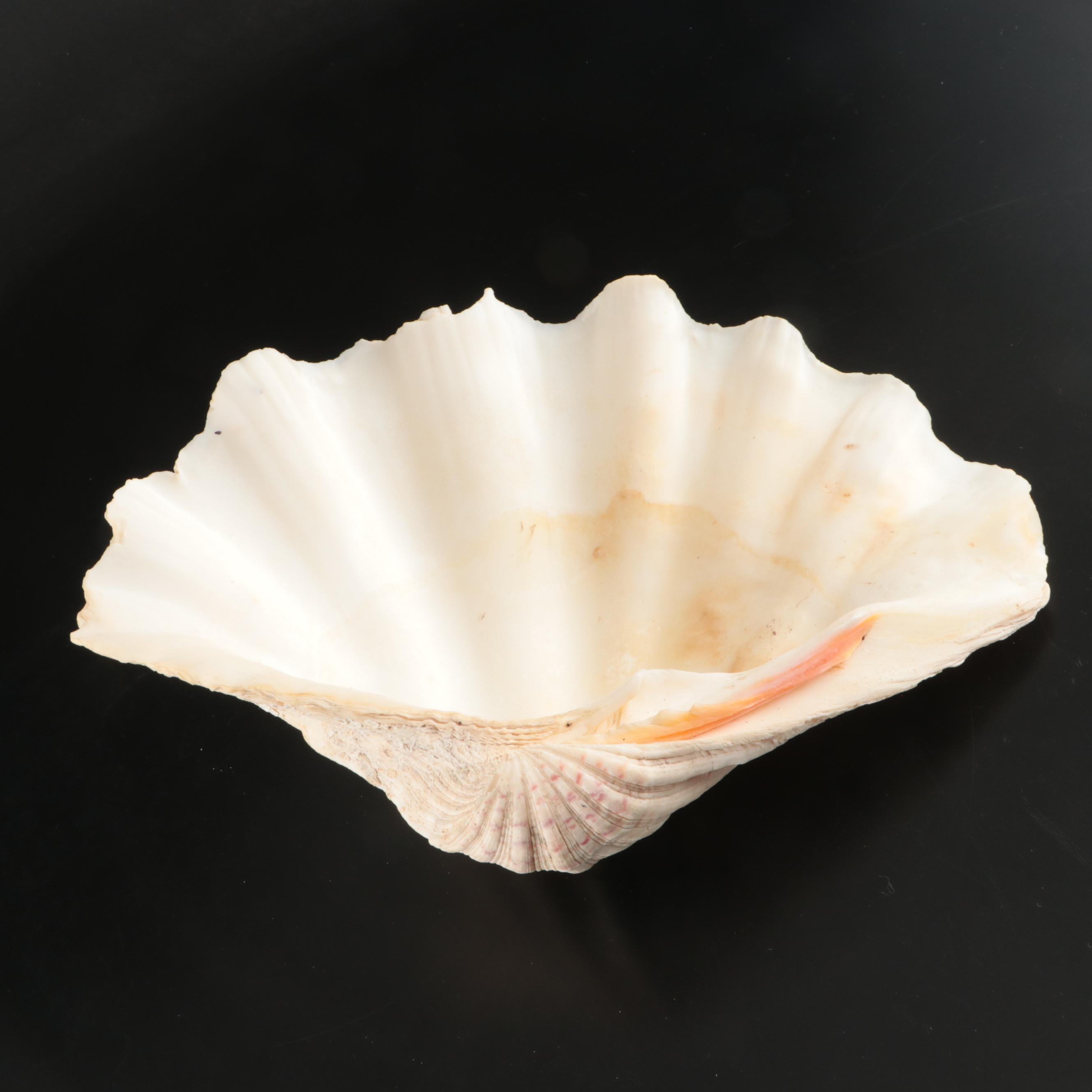 Queen Miter, Giant Clam, Harp Shell, Sand Dollars and More