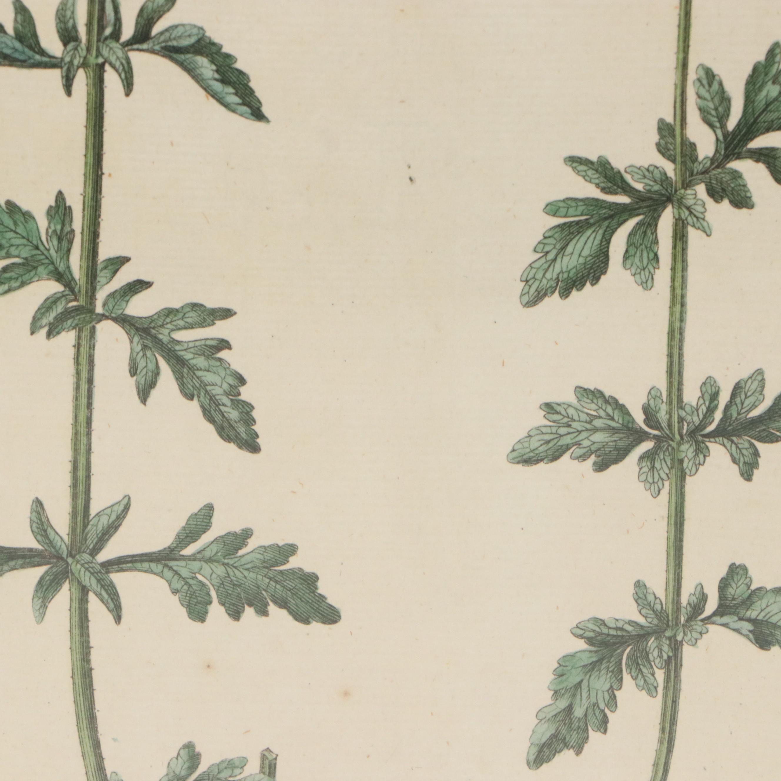 Antique Hand-Colored Botanical Engraving "Verbena Officinalis," Circa 1777