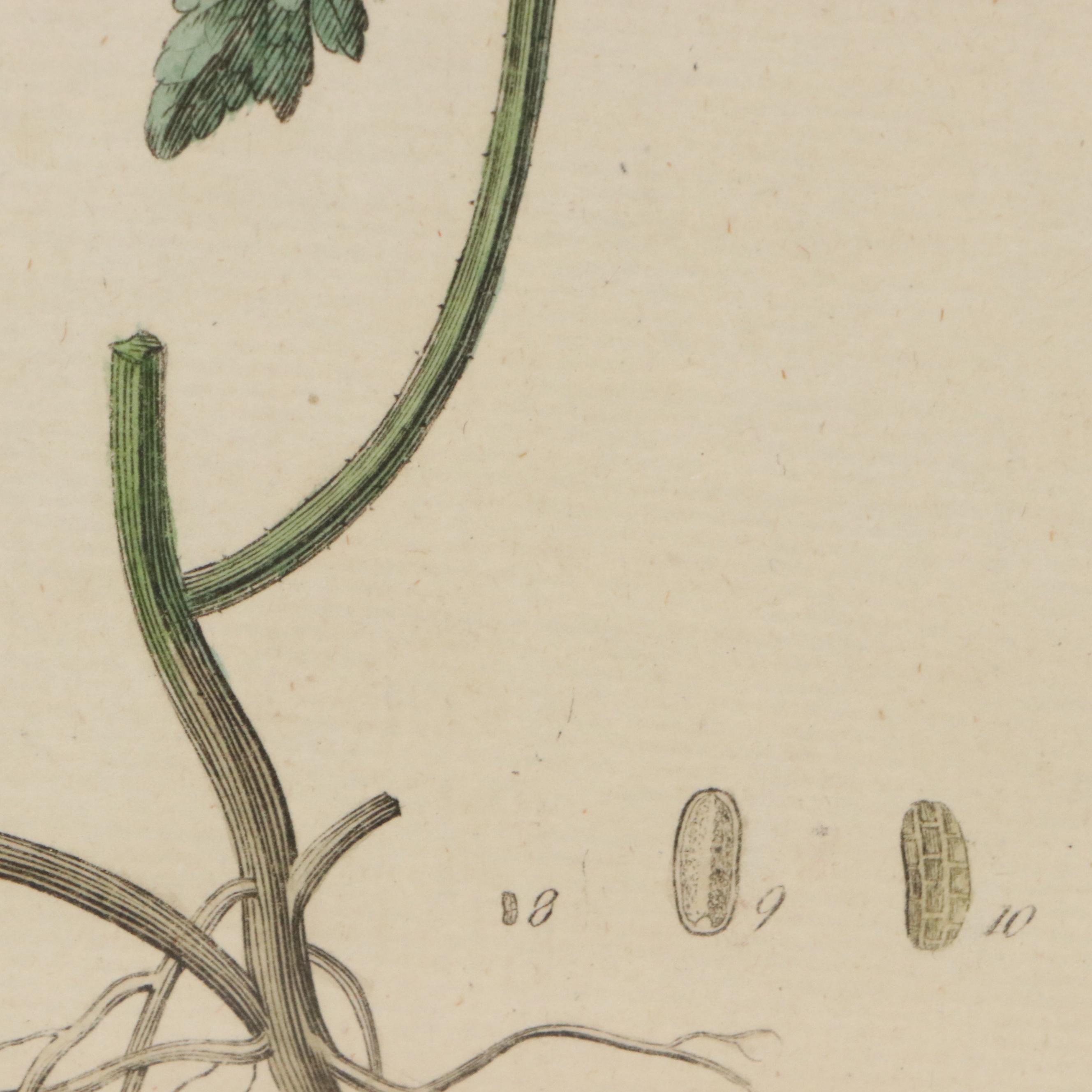 Antique Hand-Colored Botanical Engraving "Verbena Officinalis," Circa 1777