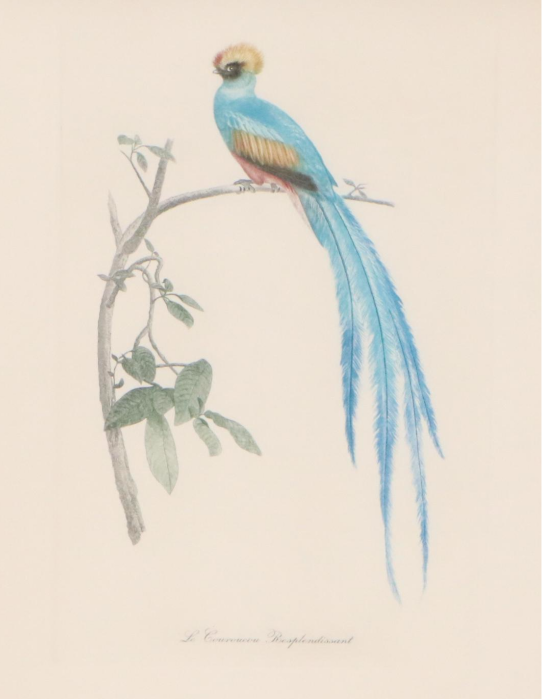 After Jacques Barraband Ornithological Engraving "Le Couroucou Resplendissant"