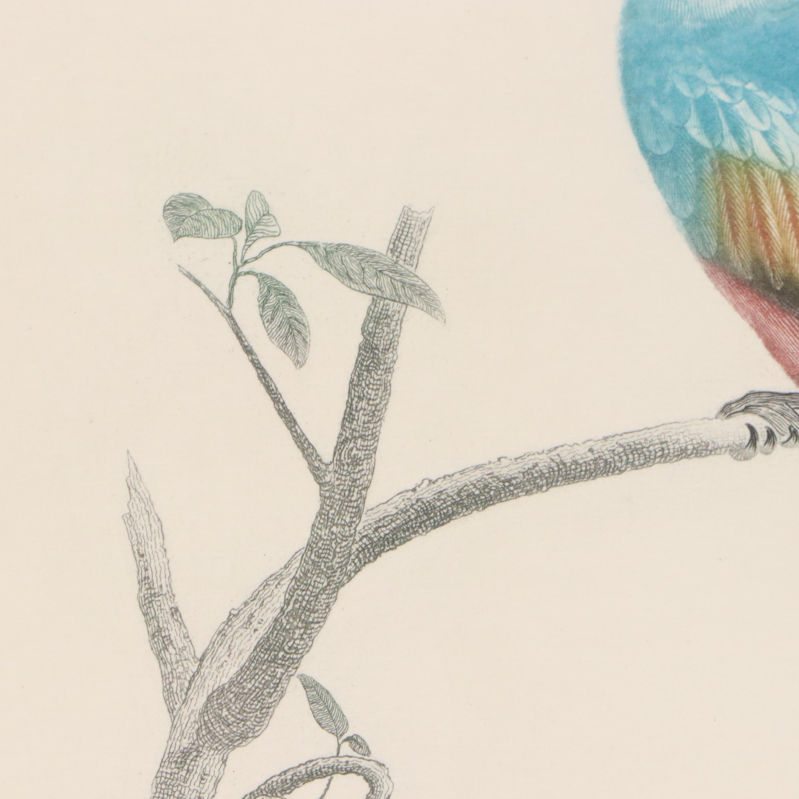 After Jacques Barraband Ornithological Engraving "Le Couroucou Resplendissant"