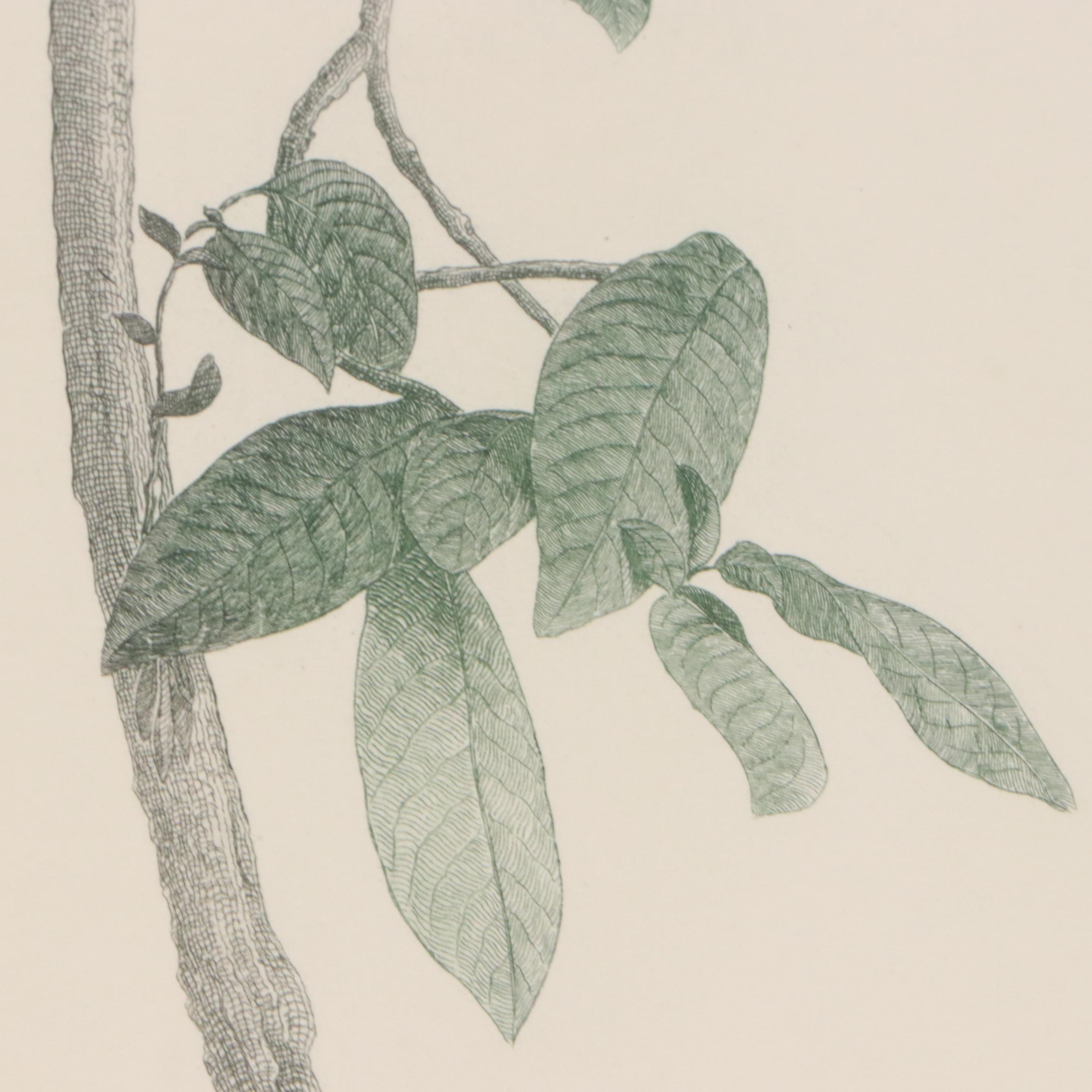 After Jacques Barraband Ornithological Engraving "Le Couroucou Resplendissant"