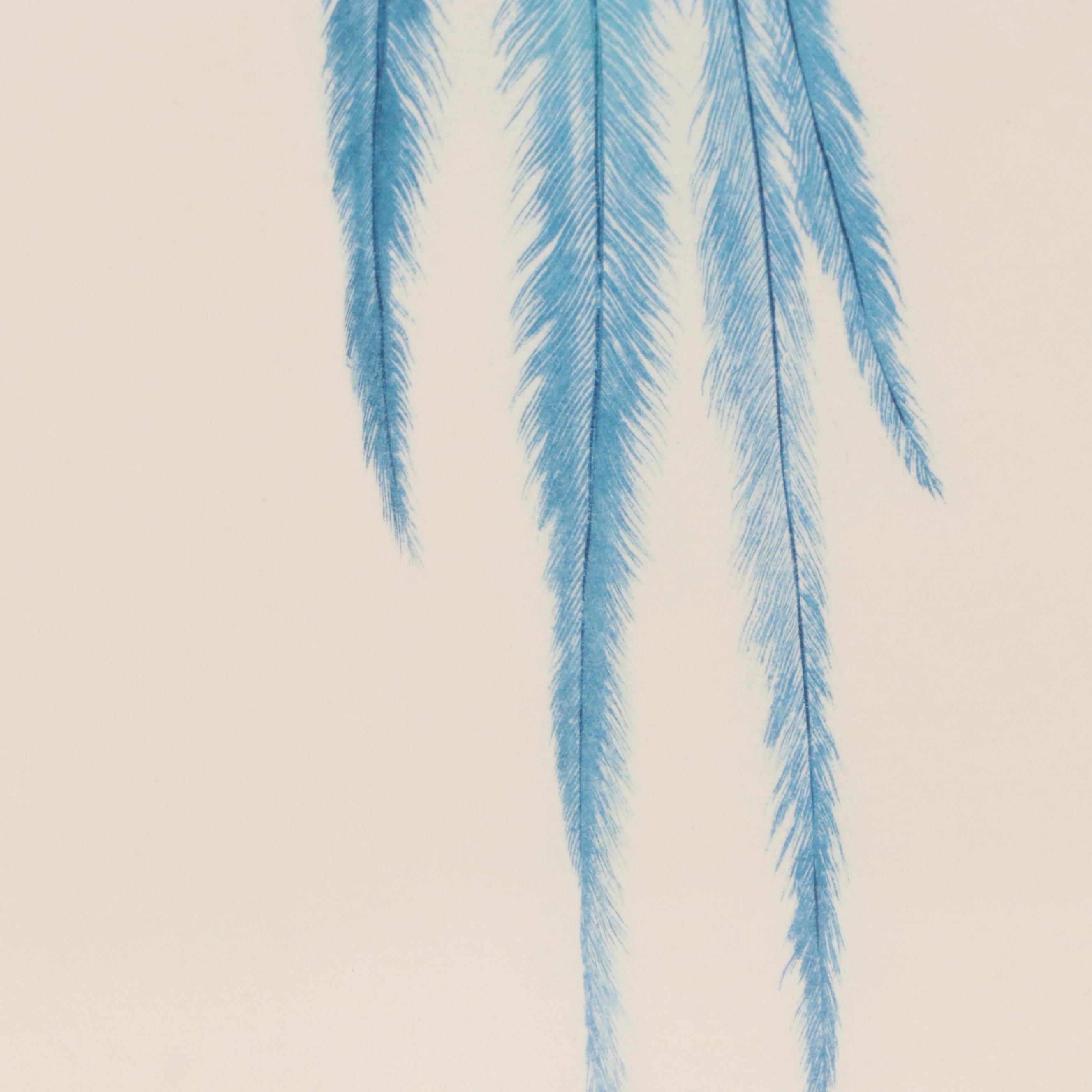 After Jacques Barraband Ornithological Engraving "Le Couroucou Resplendissant"