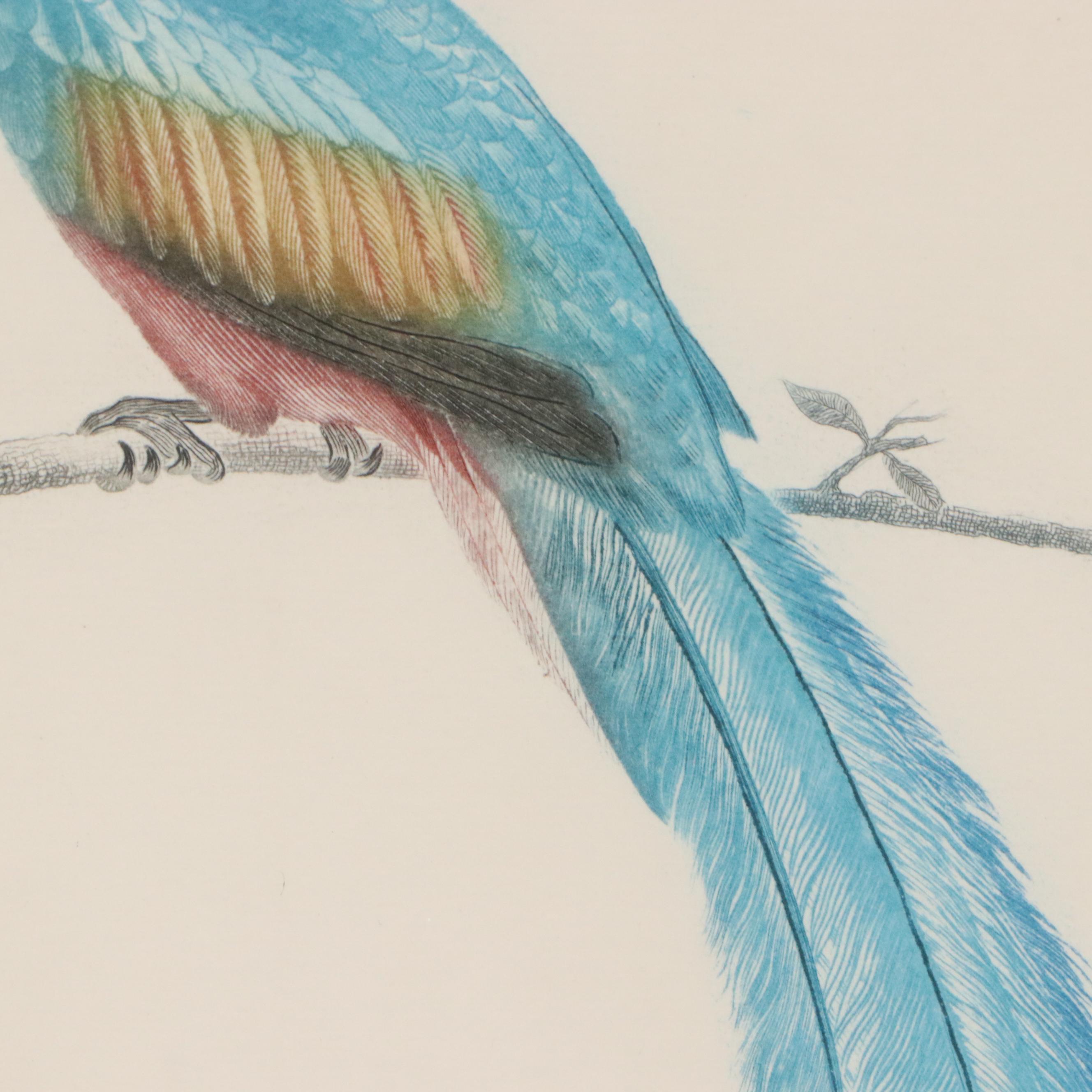 After Jacques Barraband Ornithological Engraving "Le Couroucou Resplendissant"