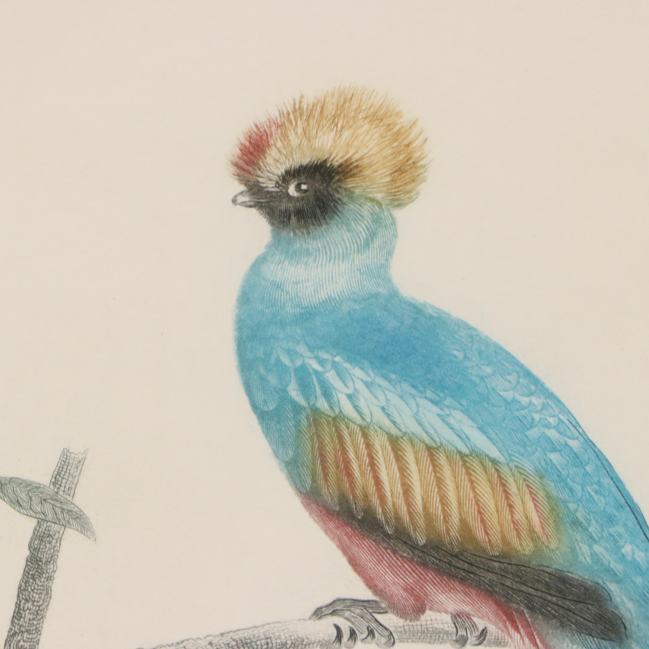 After Jacques Barraband Ornithological Engraving "Le Couroucou Resplendissant"