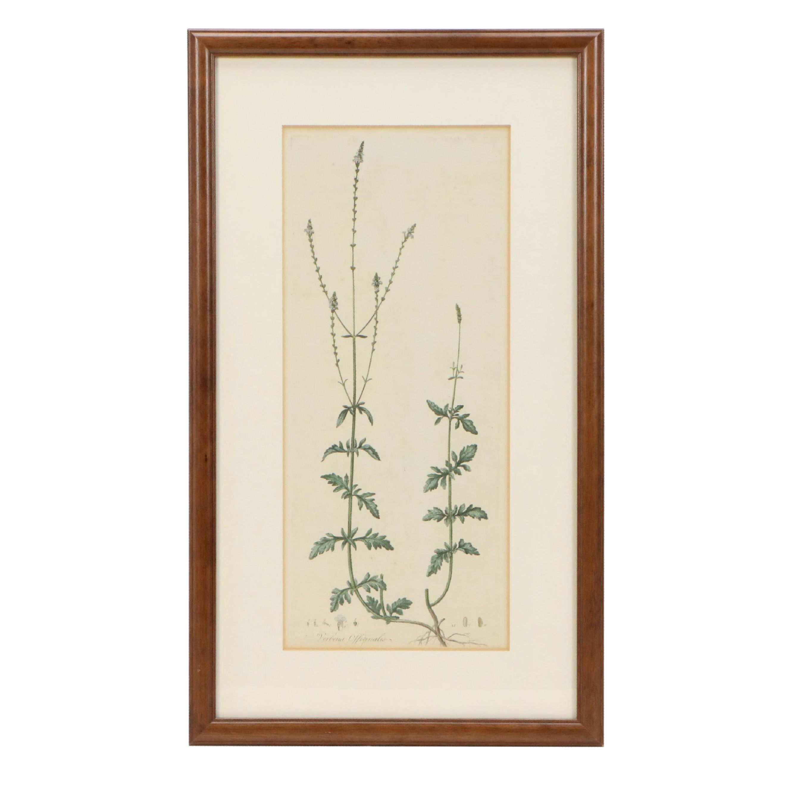 Antique Hand-Colored Botanical Engraving "Verbena Officinalis," Circa 1777