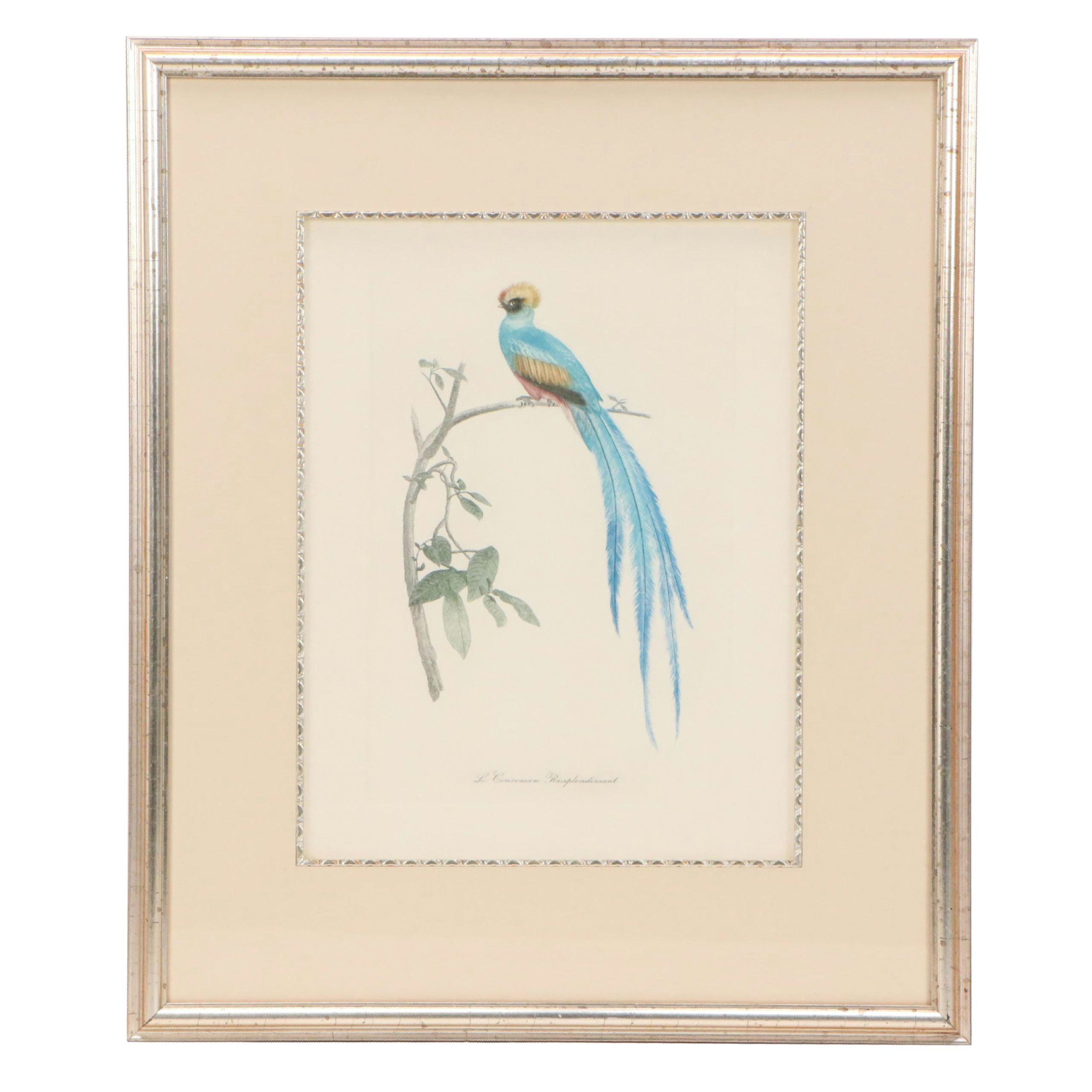 After Jacques Barraband Ornithological Engraving "Le Couroucou Resplendissant"