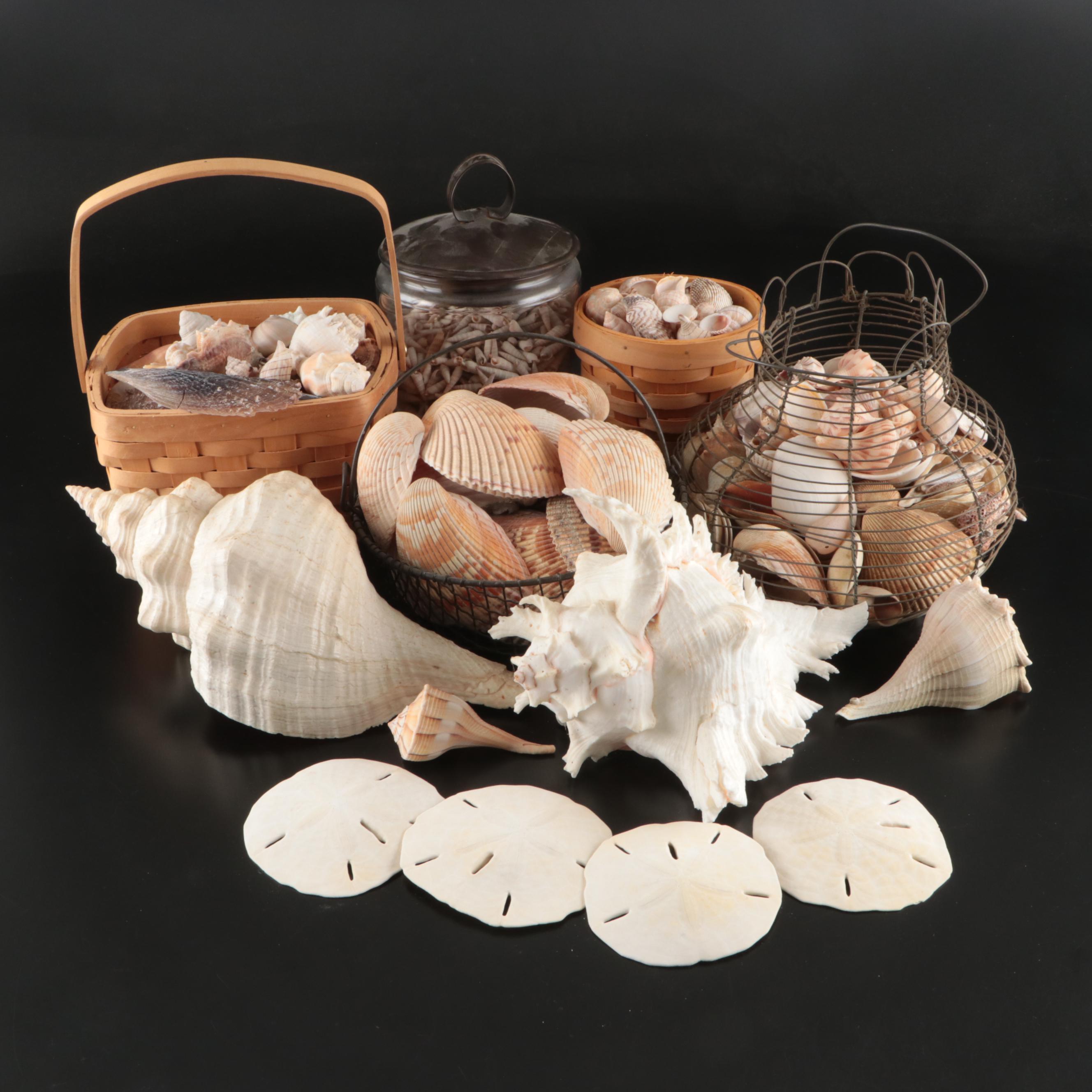 Ramose Murex, Horse Conch, Fighting Conch, Turritellas and More