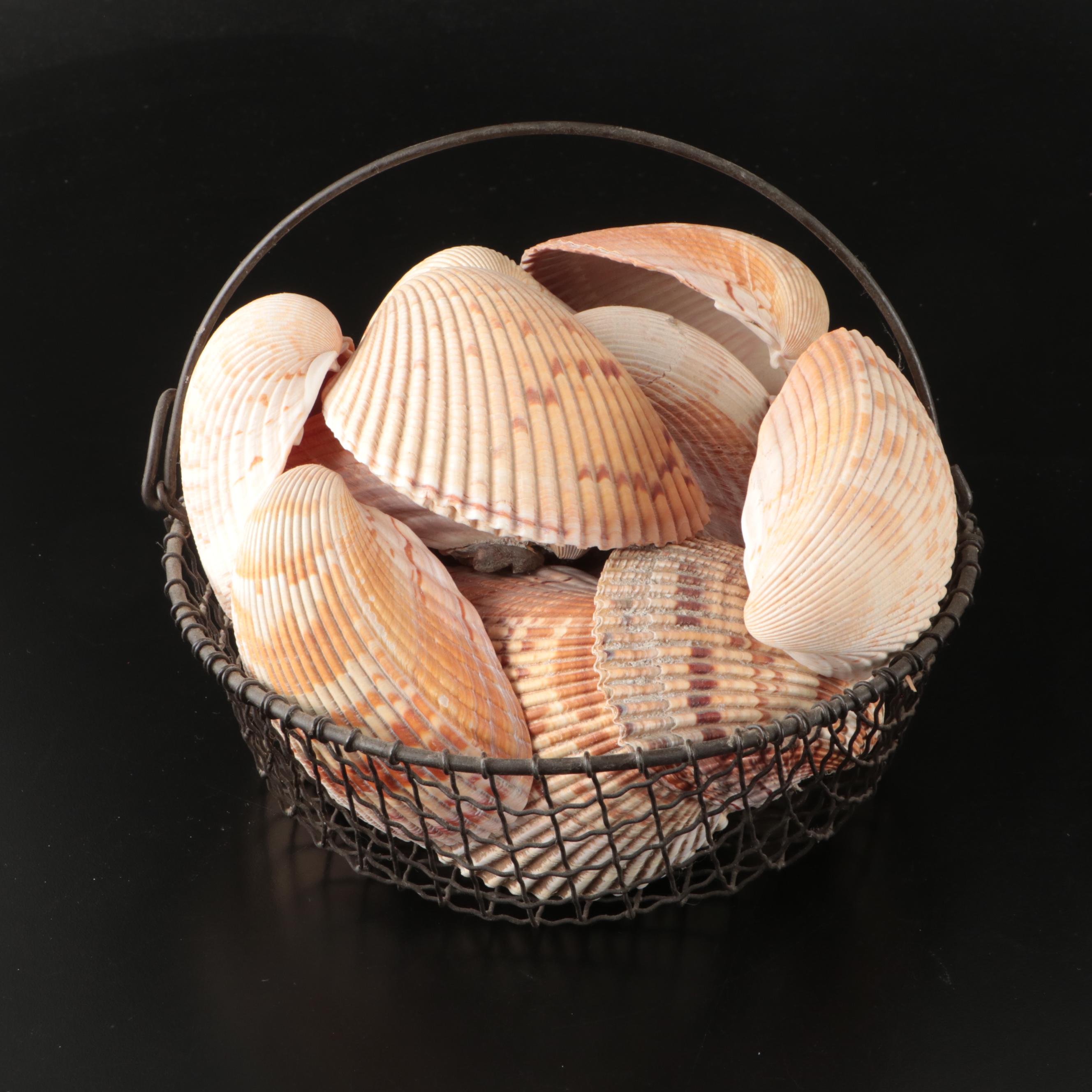 Ramose Murex, Horse Conch, Fighting Conch, Turritellas and More