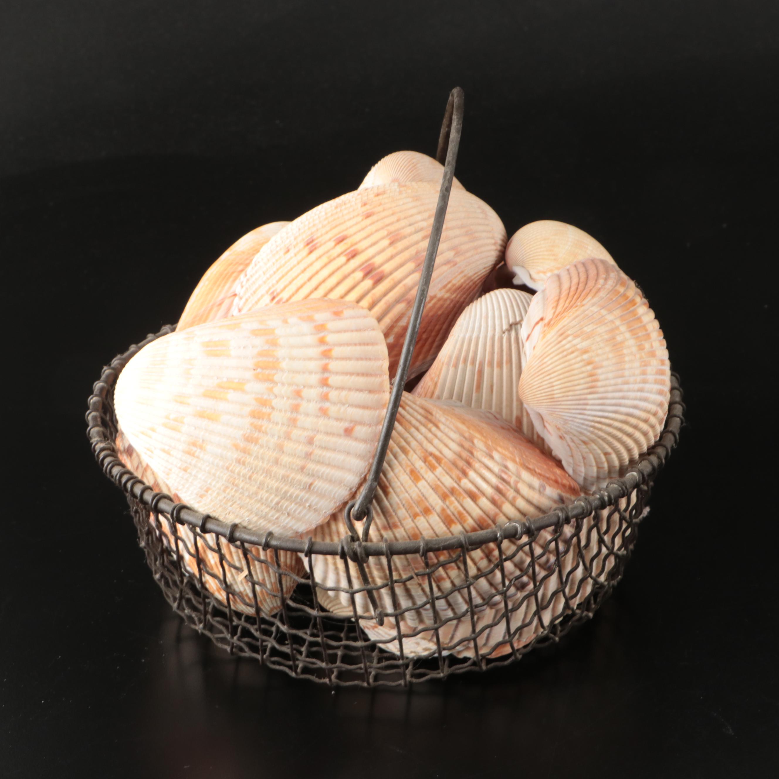 Ramose Murex, Horse Conch, Fighting Conch, Turritellas and More