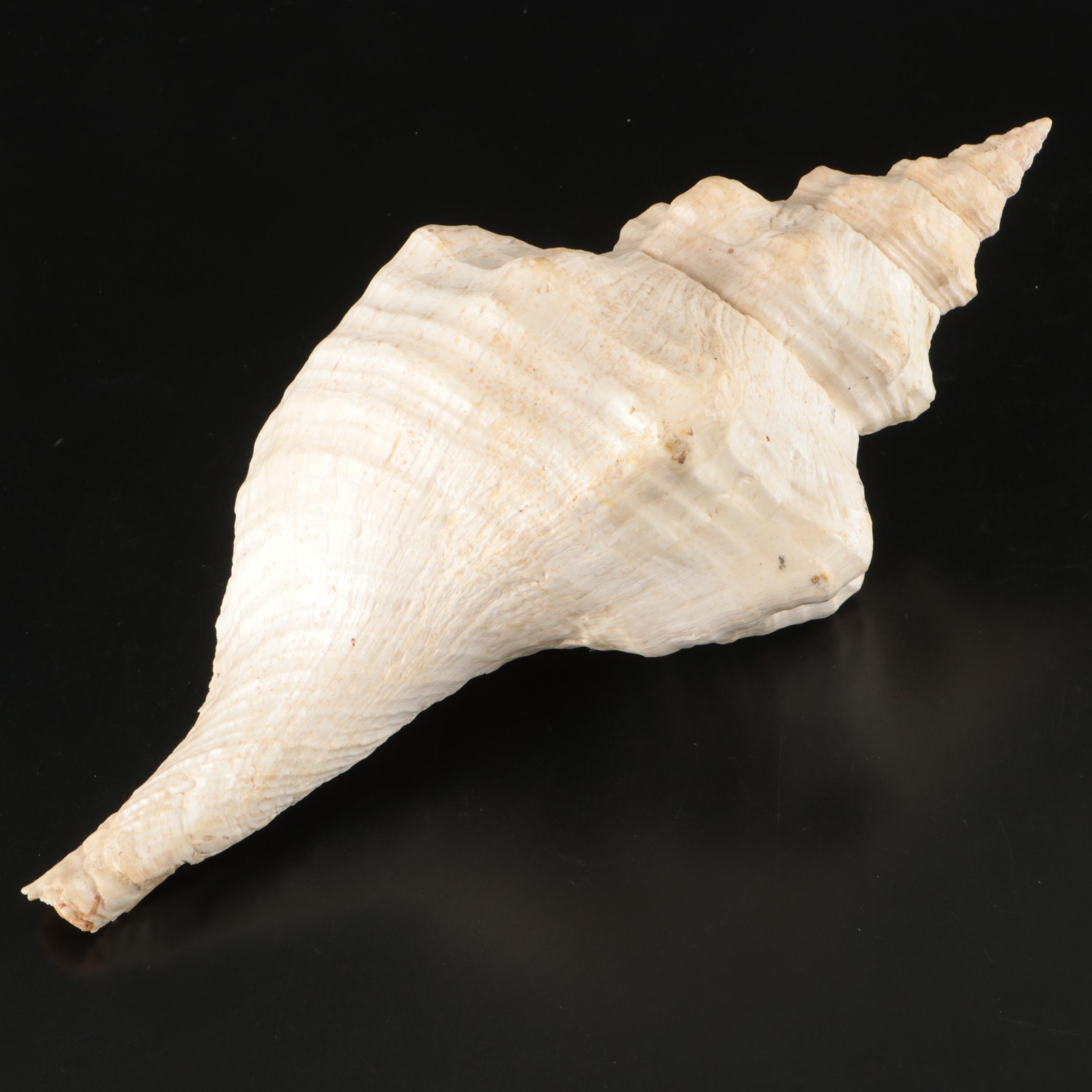 Ramose Murex, Horse Conch, Fighting Conch, Turritellas and More