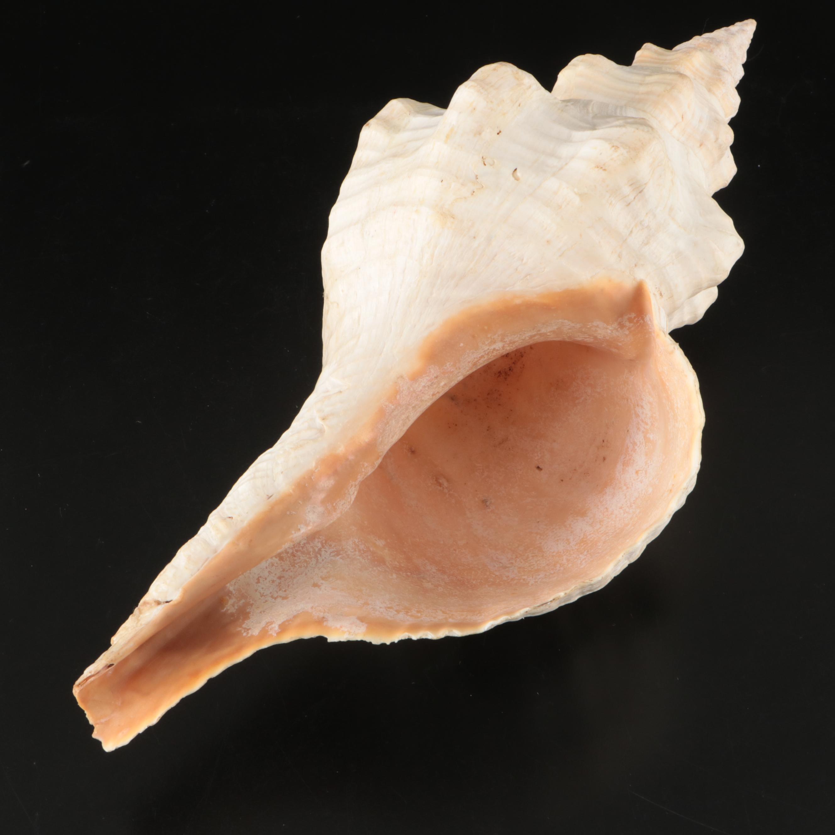 Ramose Murex, Horse Conch, Fighting Conch, Turritellas and More
