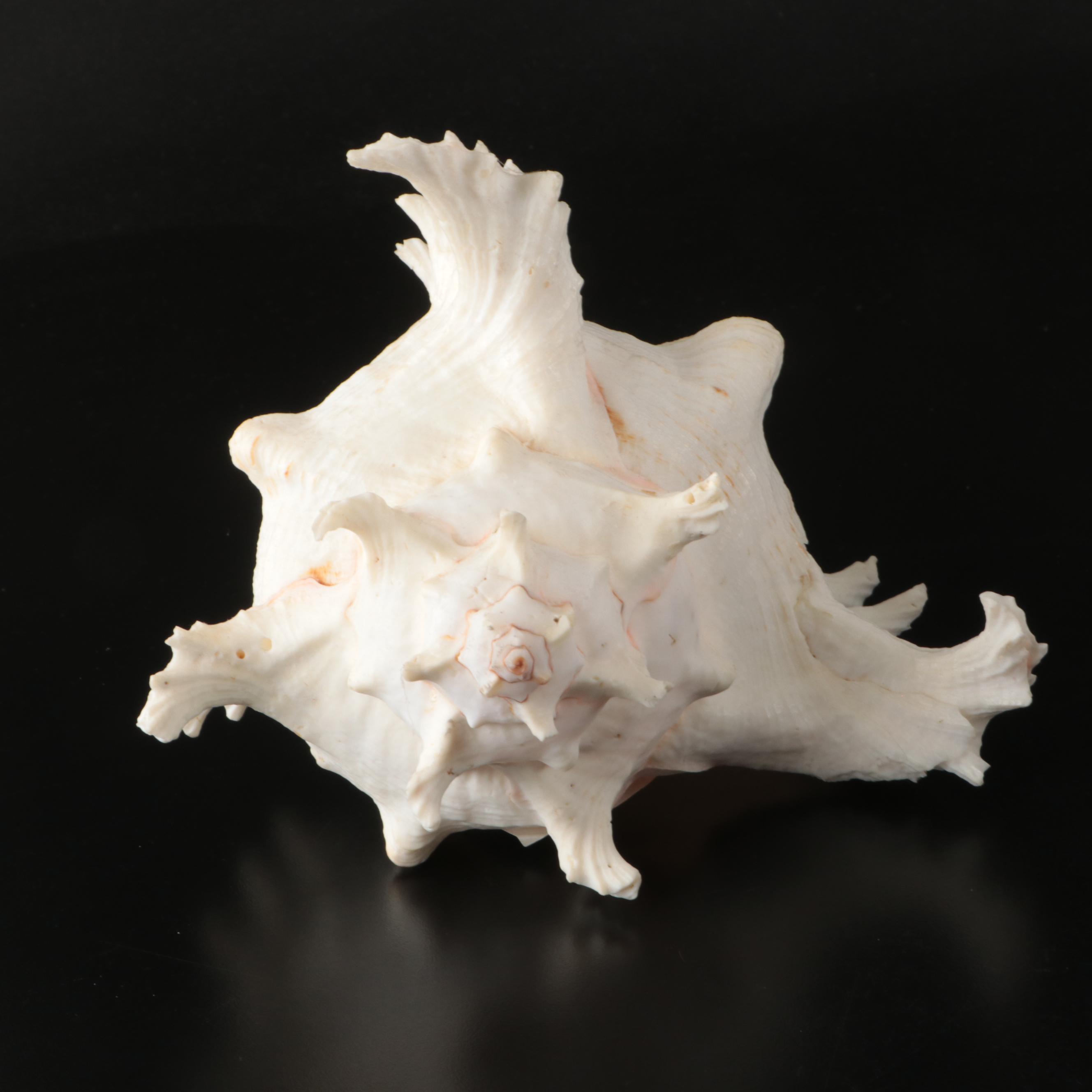 Ramose Murex, Horse Conch, Fighting Conch, Turritellas and More