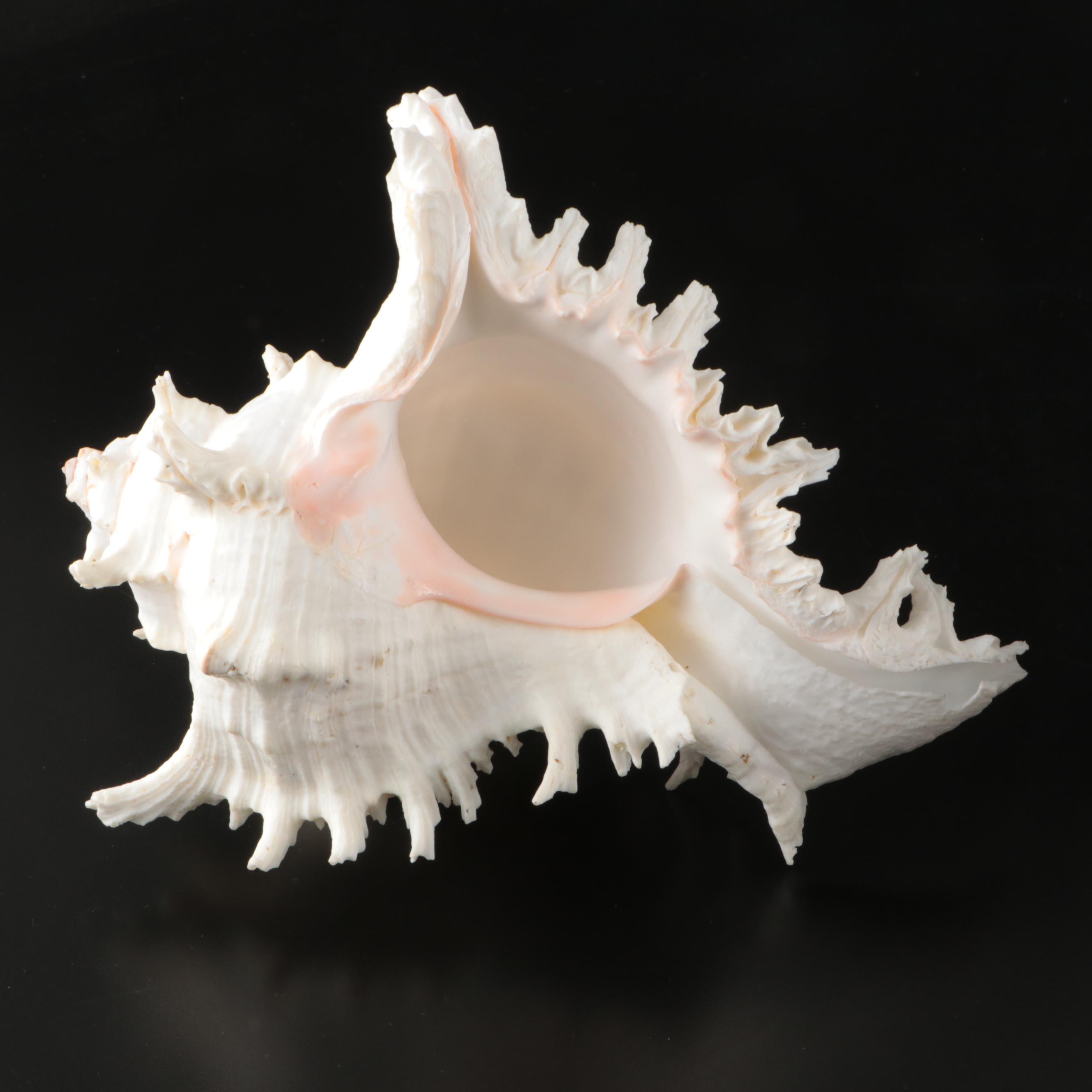 Ramose Murex, Horse Conch, Fighting Conch, Turritellas and More