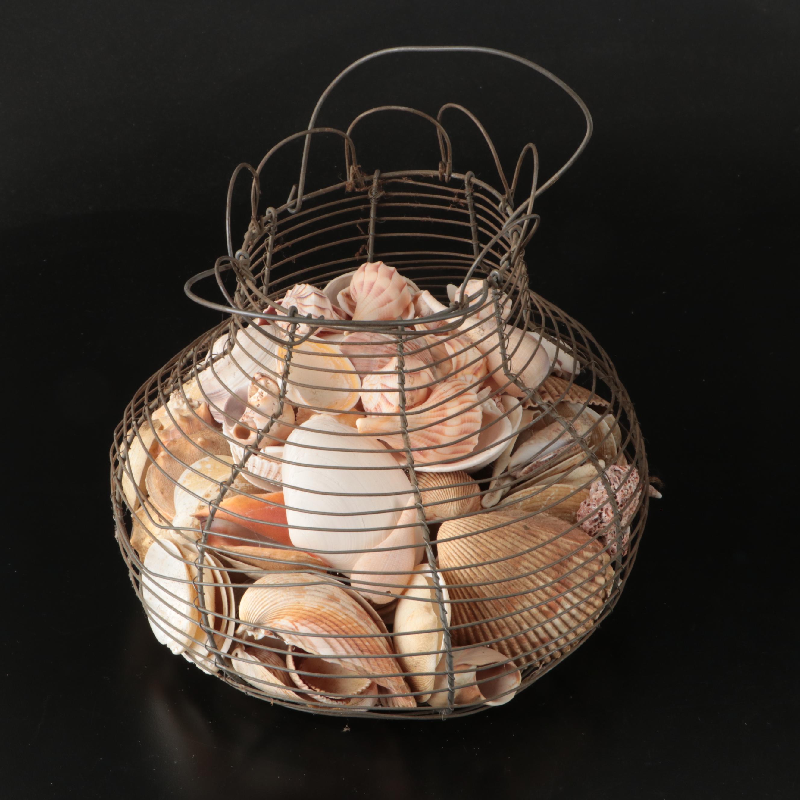 Ramose Murex, Horse Conch, Fighting Conch, Turritellas and More