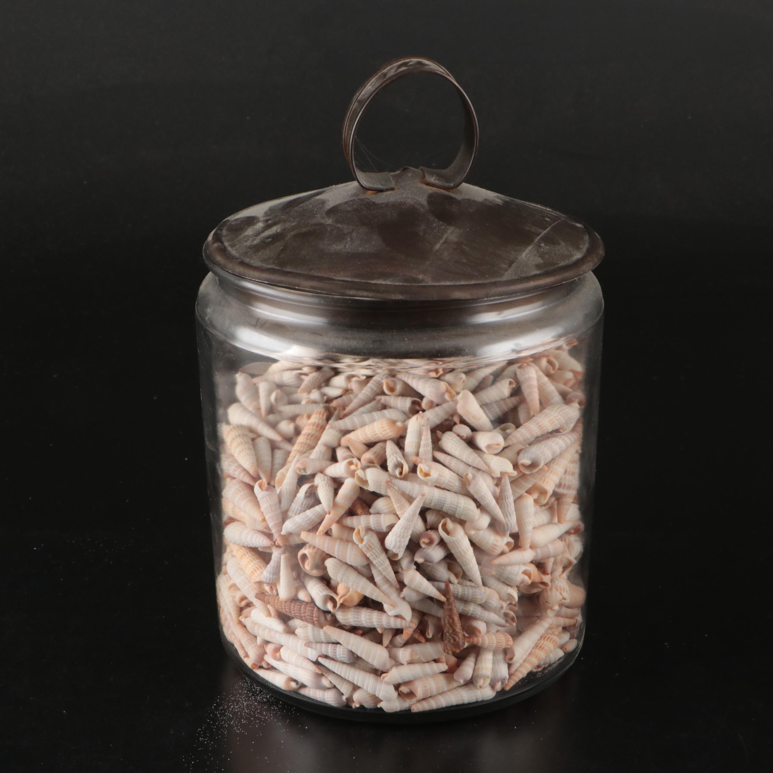 Ramose Murex, Horse Conch, Fighting Conch, Turritellas and More