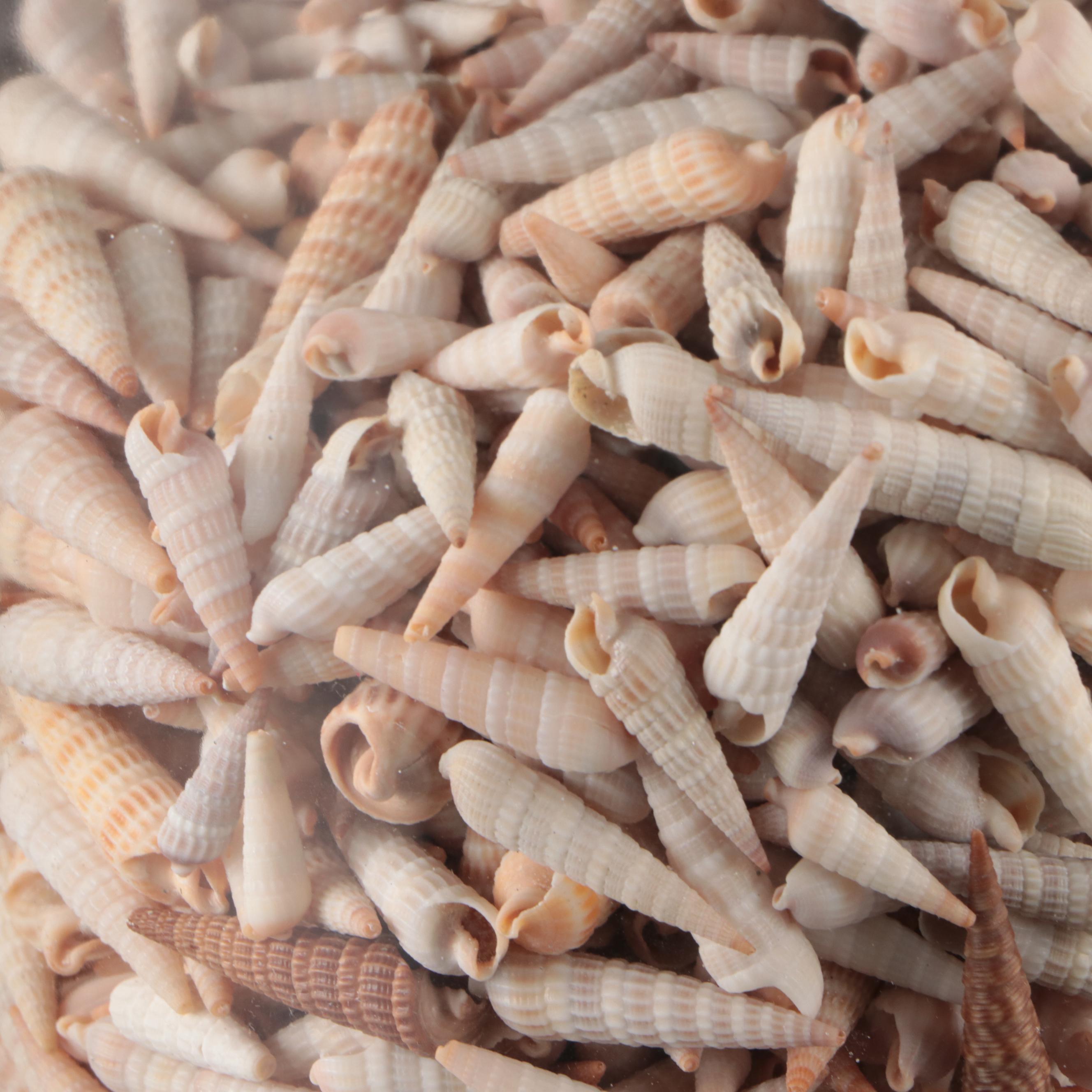 Ramose Murex, Horse Conch, Fighting Conch, Turritellas and More