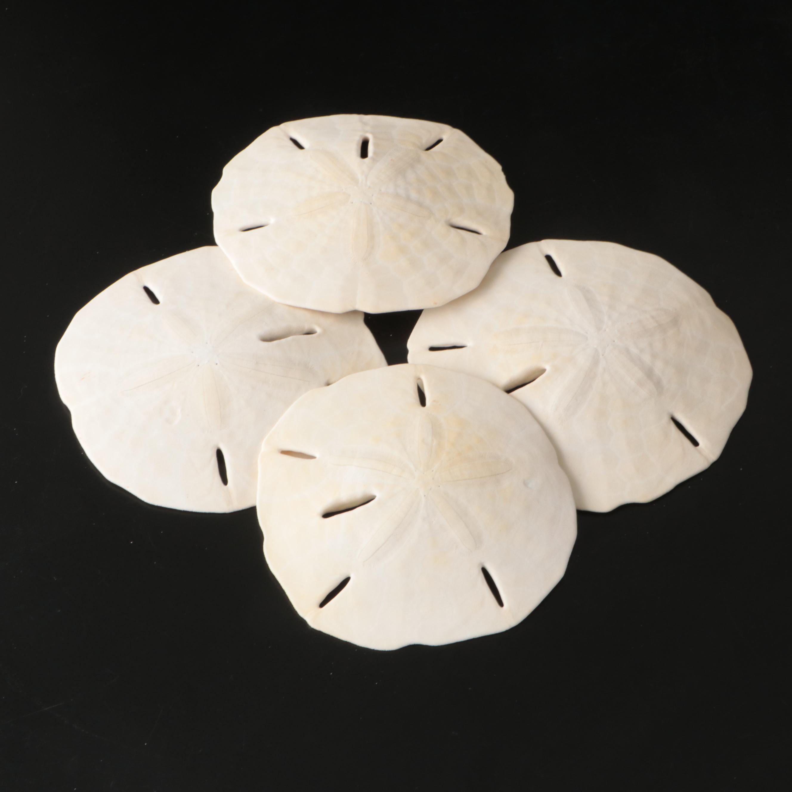 Ramose Murex, Horse Conch, Fighting Conch, Turritellas and More