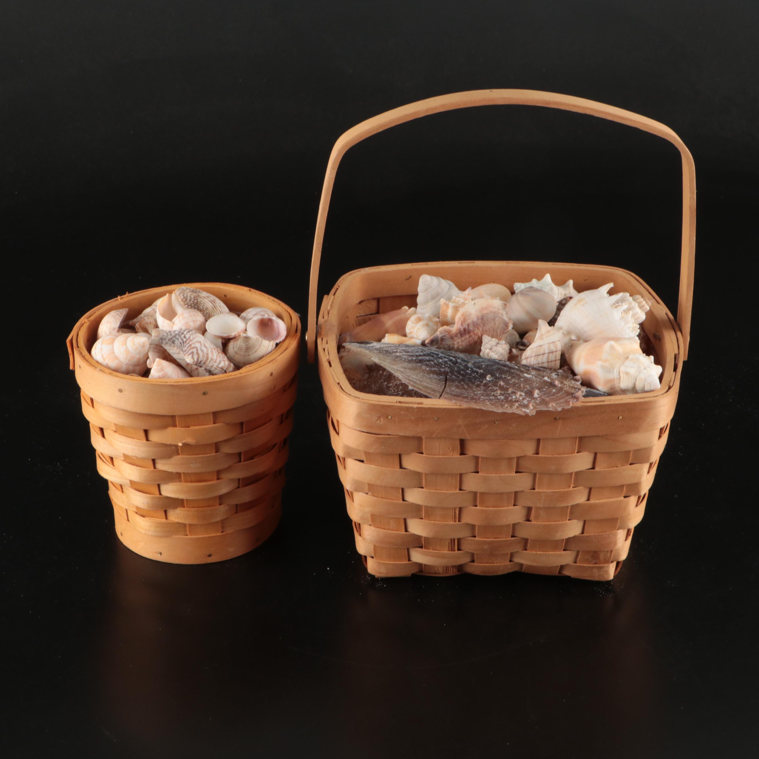 Ramose Murex, Horse Conch, Fighting Conch, Turritellas and More