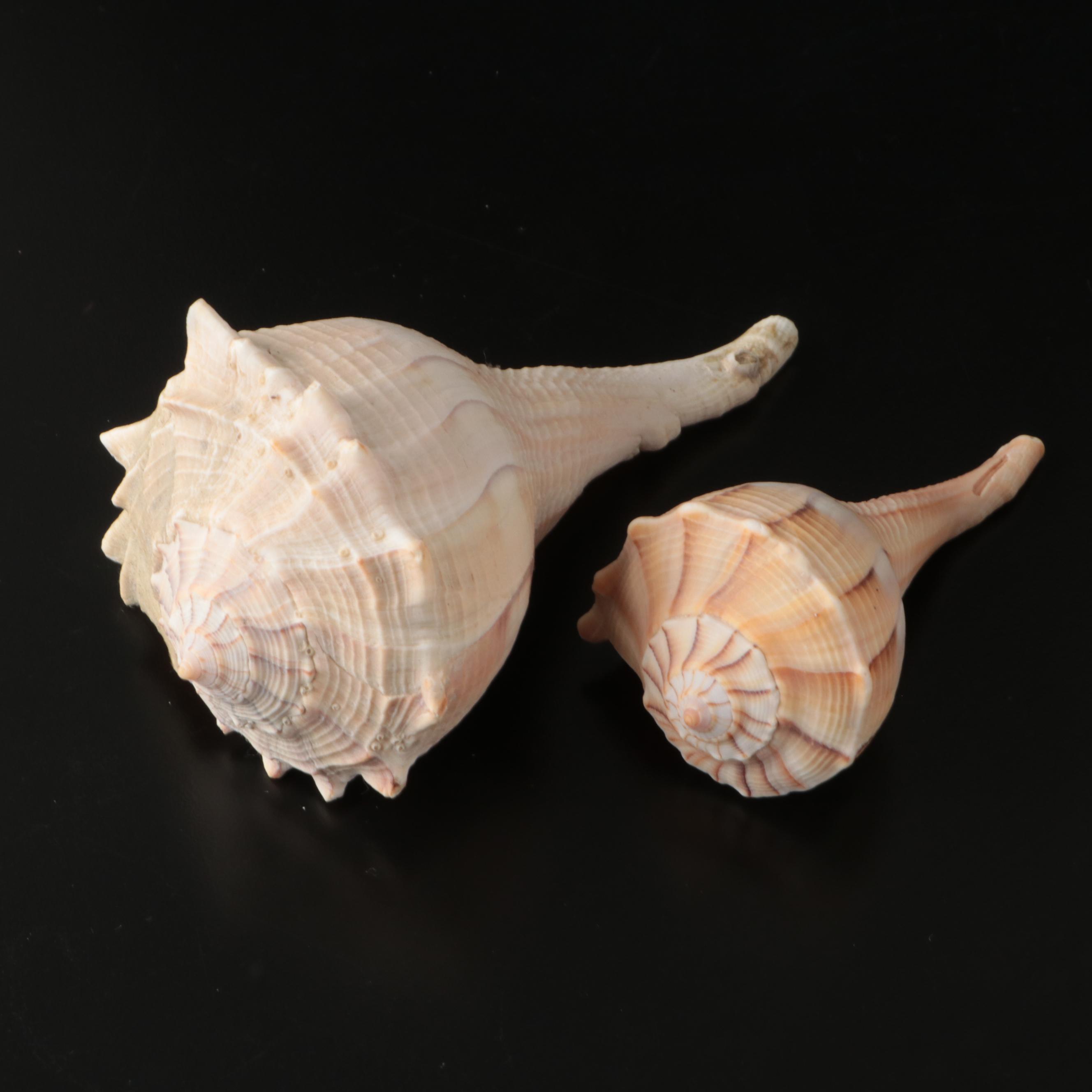 Ramose Murex, Horse Conch, Fighting Conch, Turritellas and More