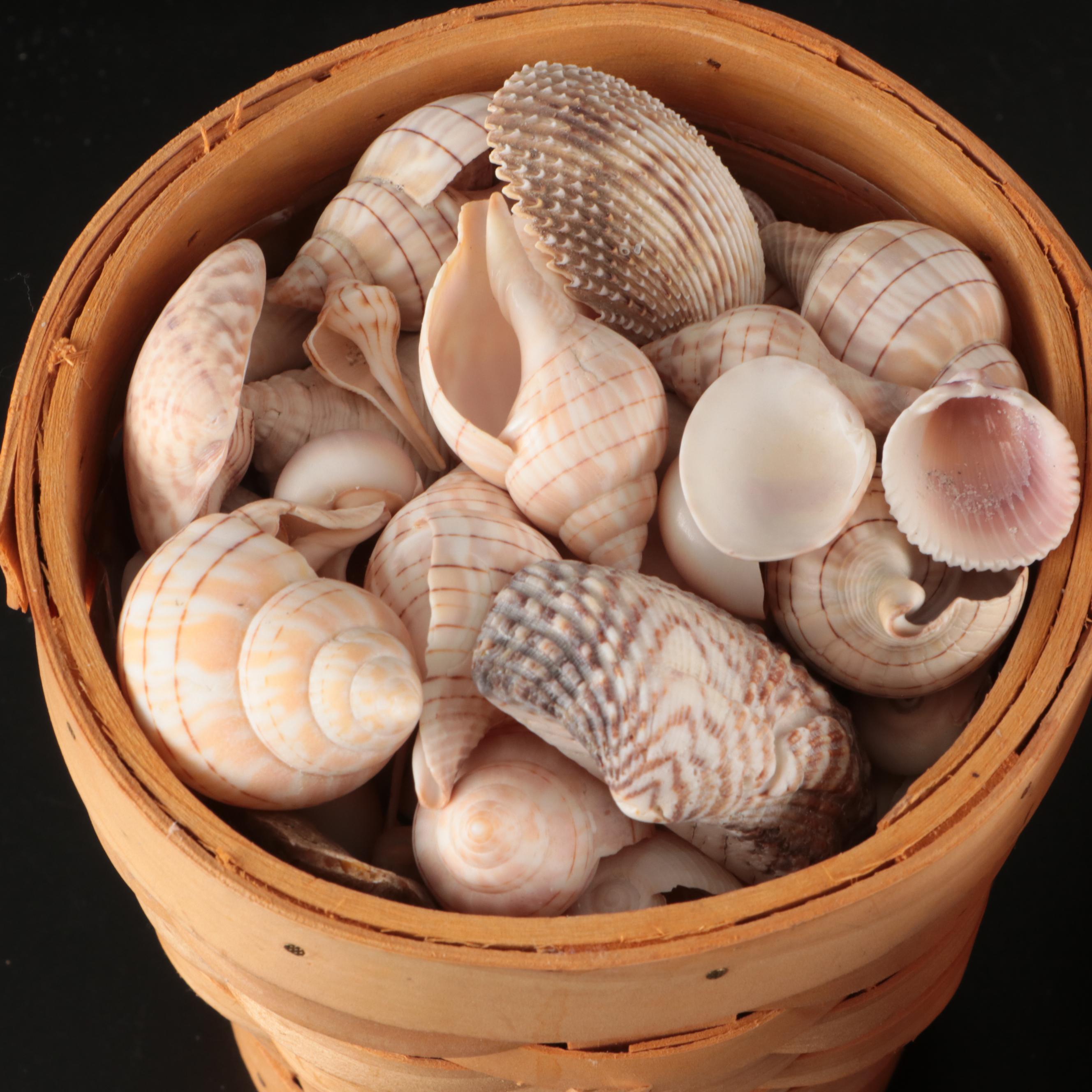 Ramose Murex, Horse Conch, Fighting Conch, Turritellas and More