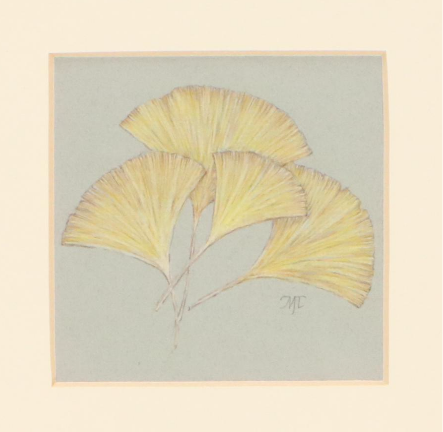 Marilu Tousignaut Colored Pencil Drawing of Ginkgo Leaves, Circa 2000