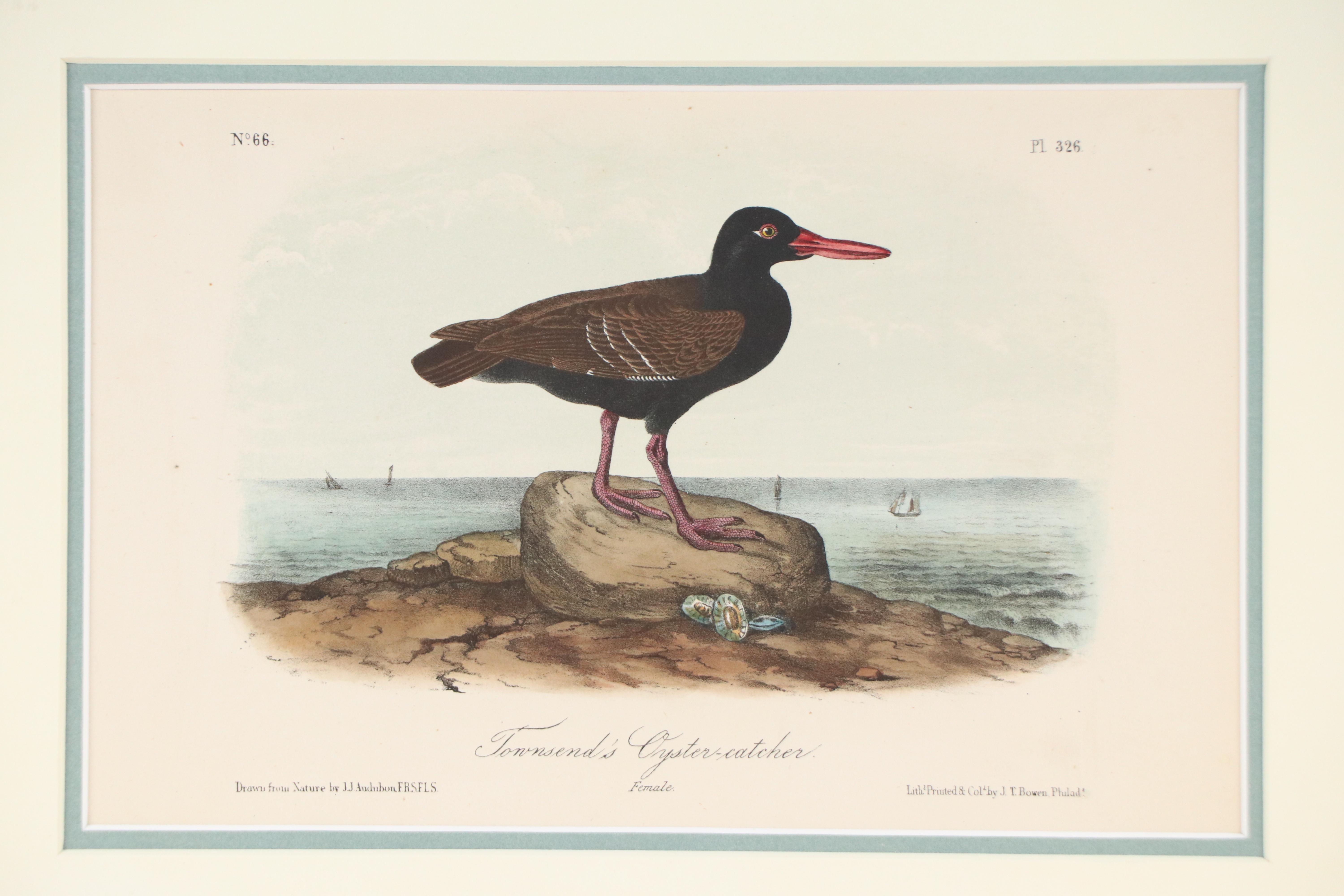 John James Audubon Handcolored Lithograph "Townsend's Oystercatcher," Circa 1856