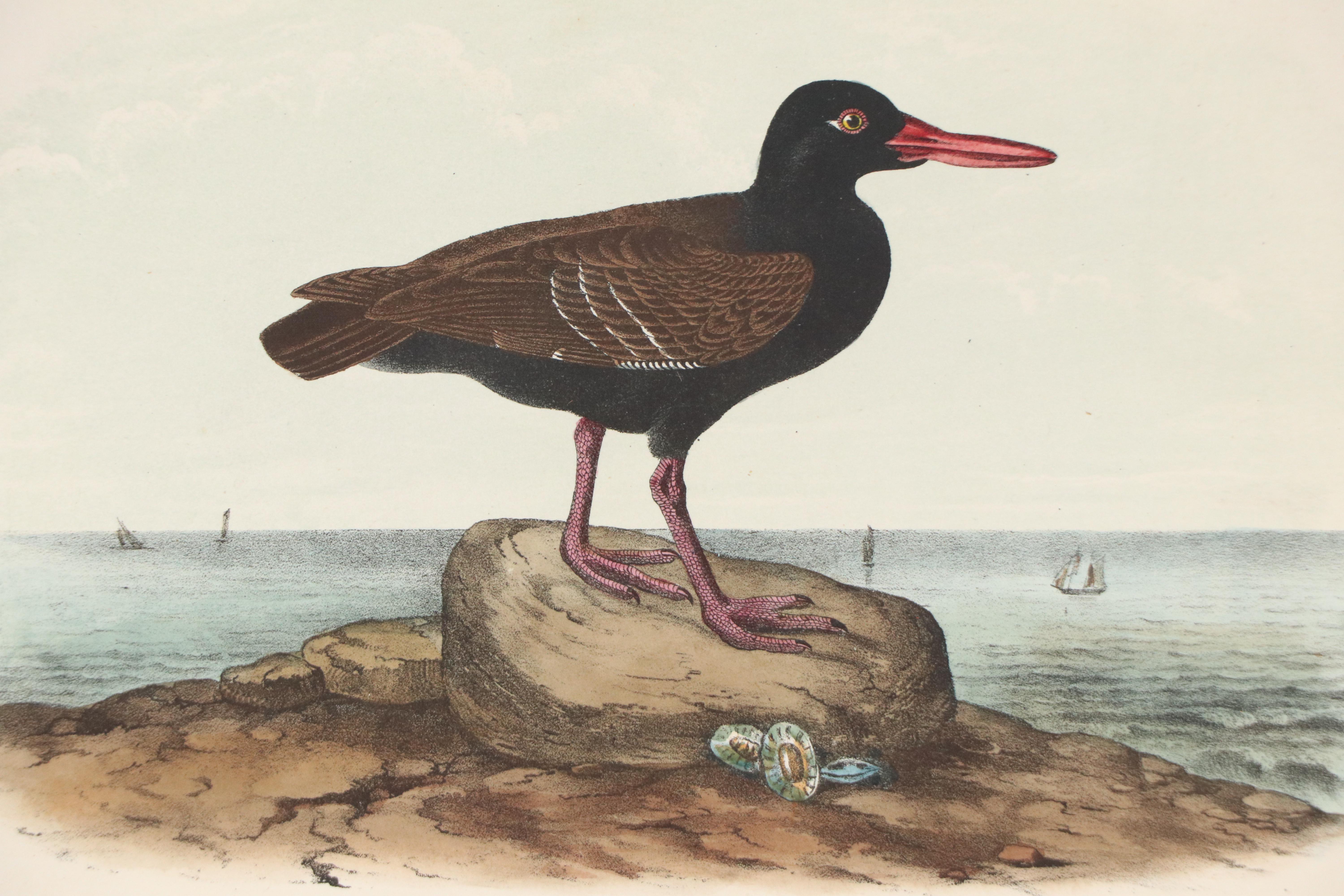 John James Audubon Handcolored Lithograph "Townsend's Oystercatcher," Circa 1856