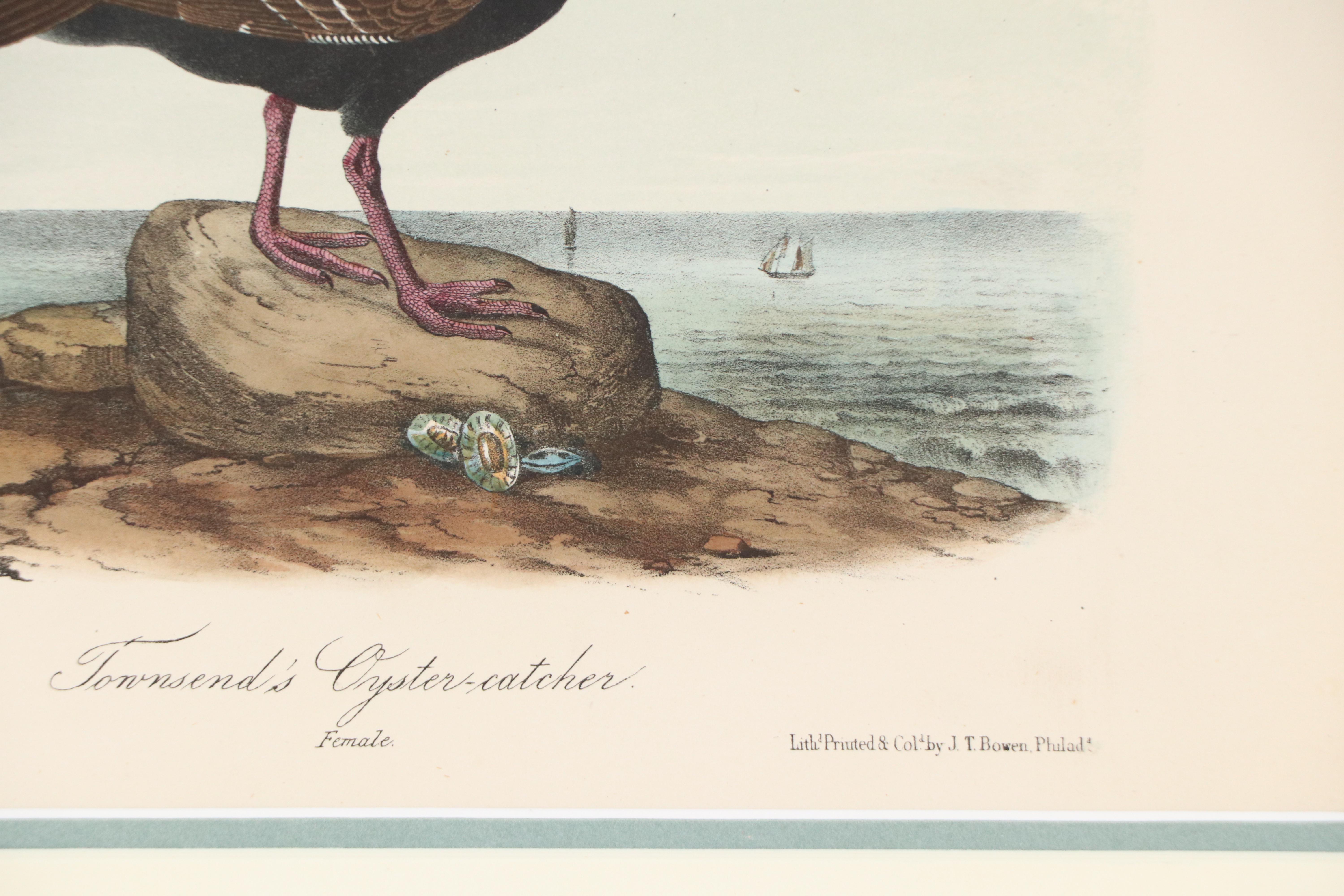 John James Audubon Handcolored Lithograph "Townsend's Oystercatcher," Circa 1856