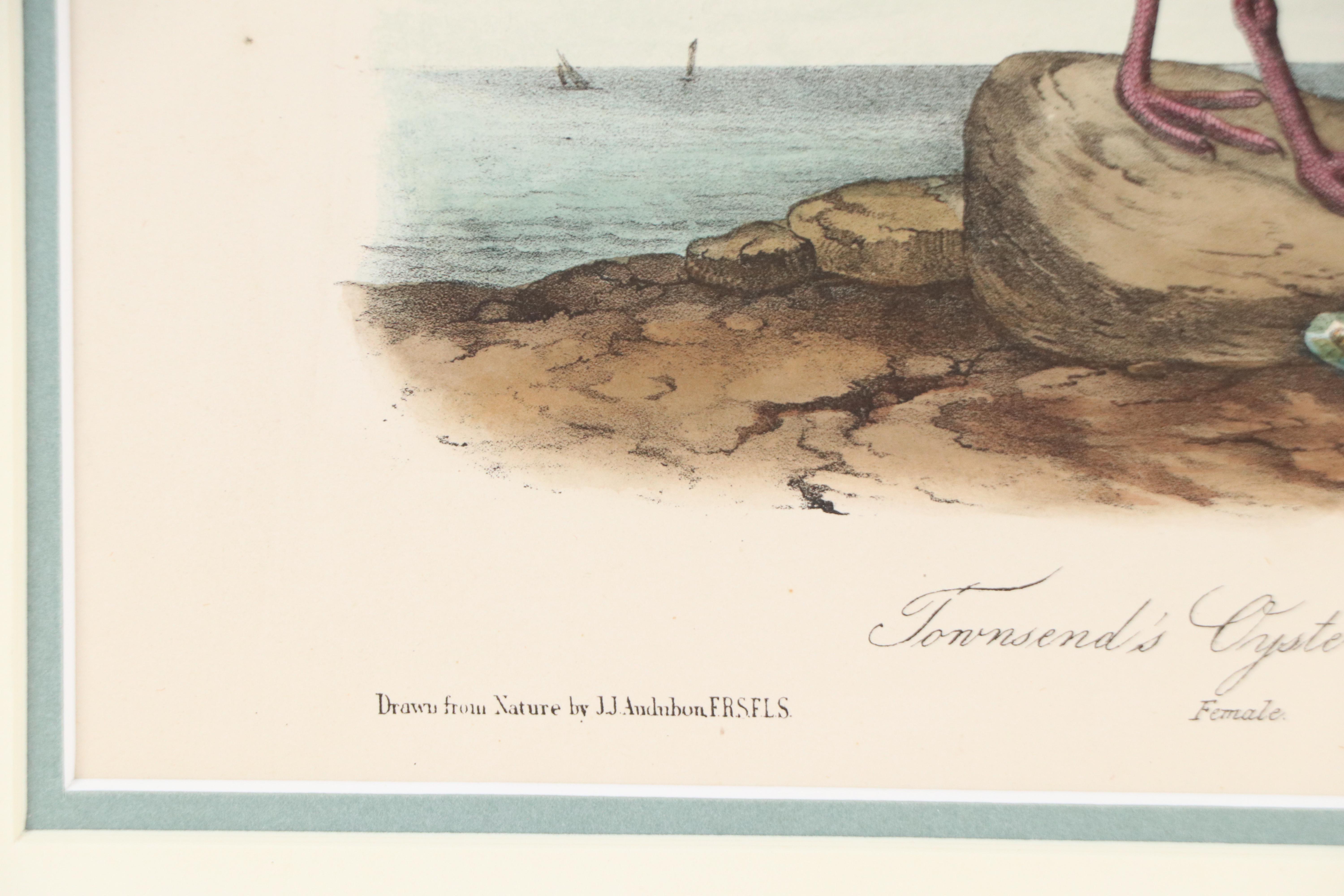 John James Audubon Handcolored Lithograph "Townsend's Oystercatcher," Circa 1856
