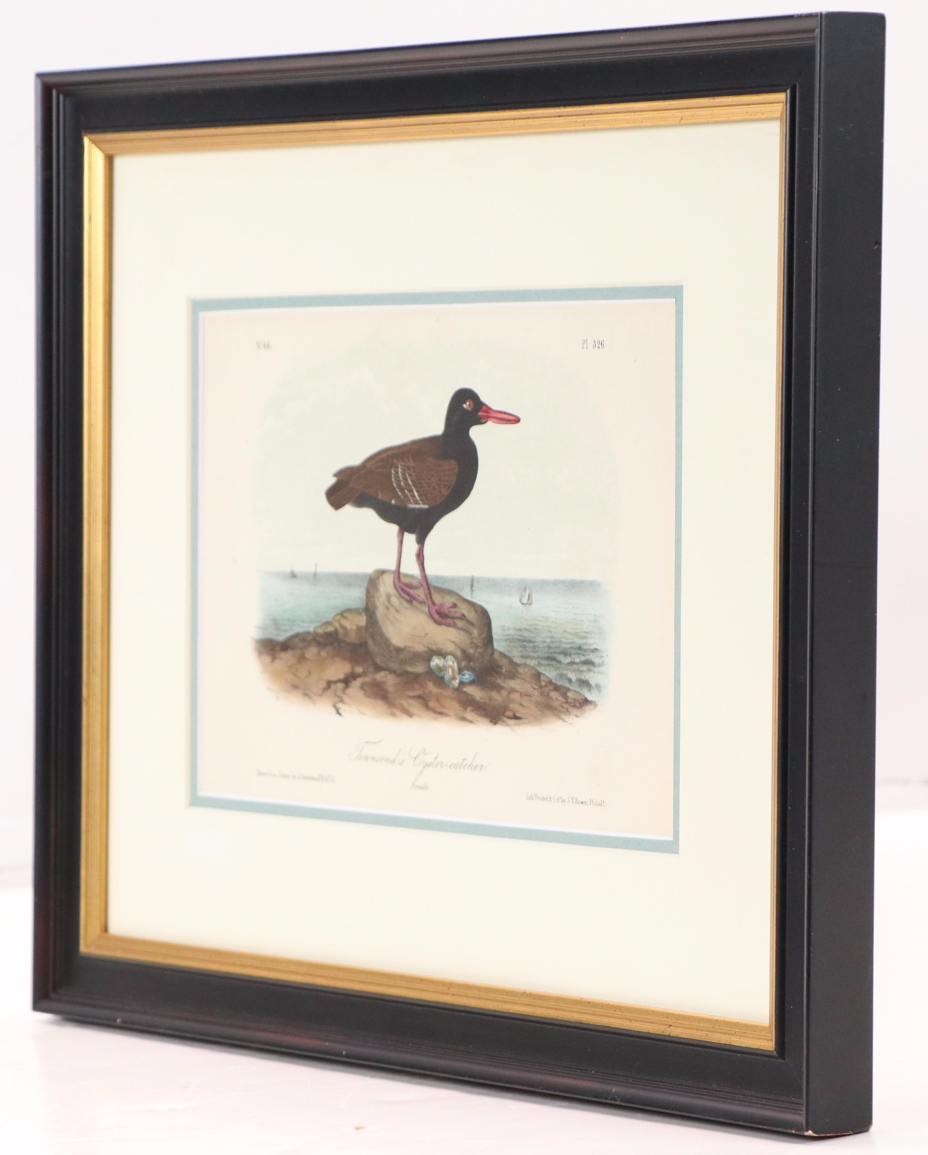 John James Audubon Handcolored Lithograph "Townsend's Oystercatcher," Circa 1856