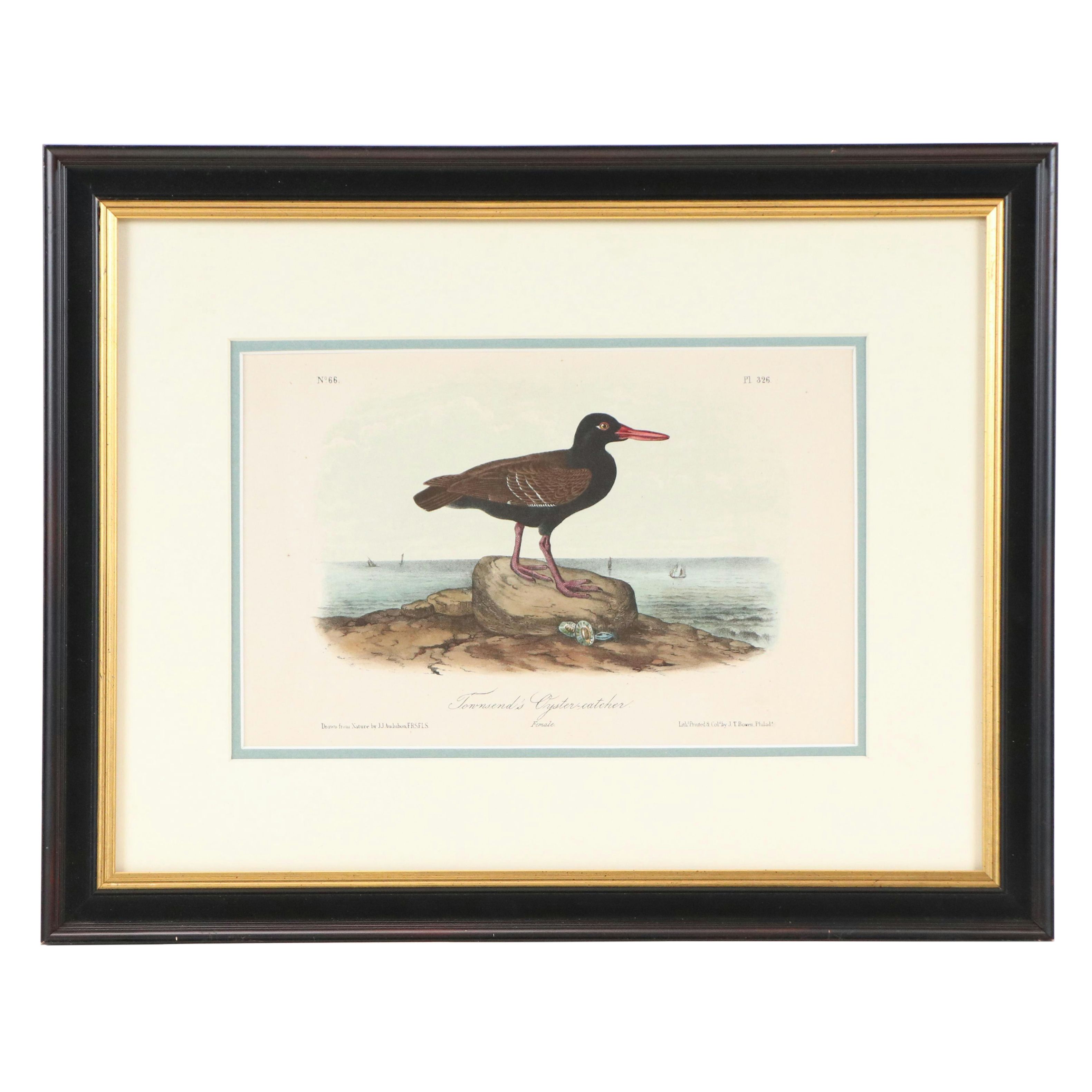 John James Audubon Handcolored Lithograph "Townsend's Oystercatcher," Circa 1856