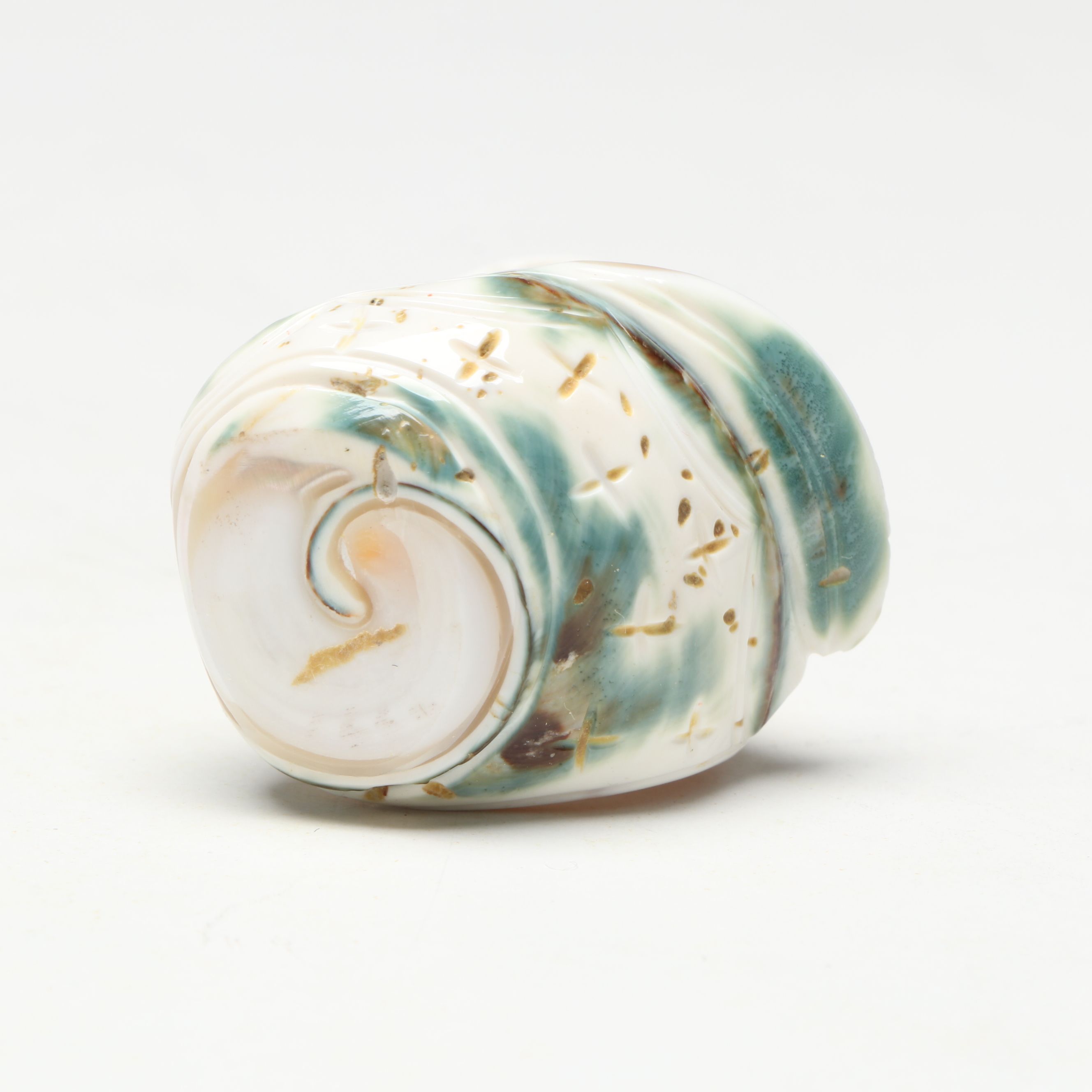 Zuni Double Corn Maiden Carved Snail Shell Fetish