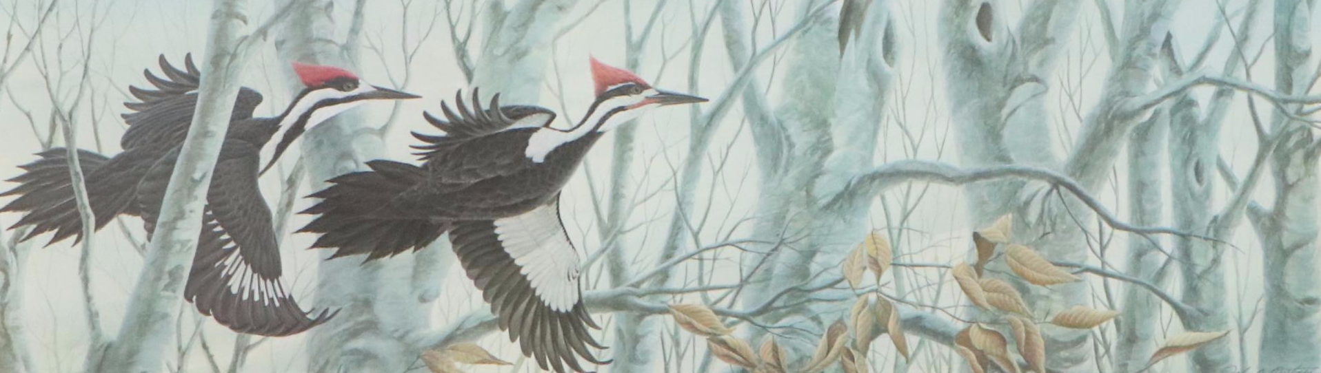 John Ruthven Offset Lithograph "Pileated Woodpeckers," Late 20th Century