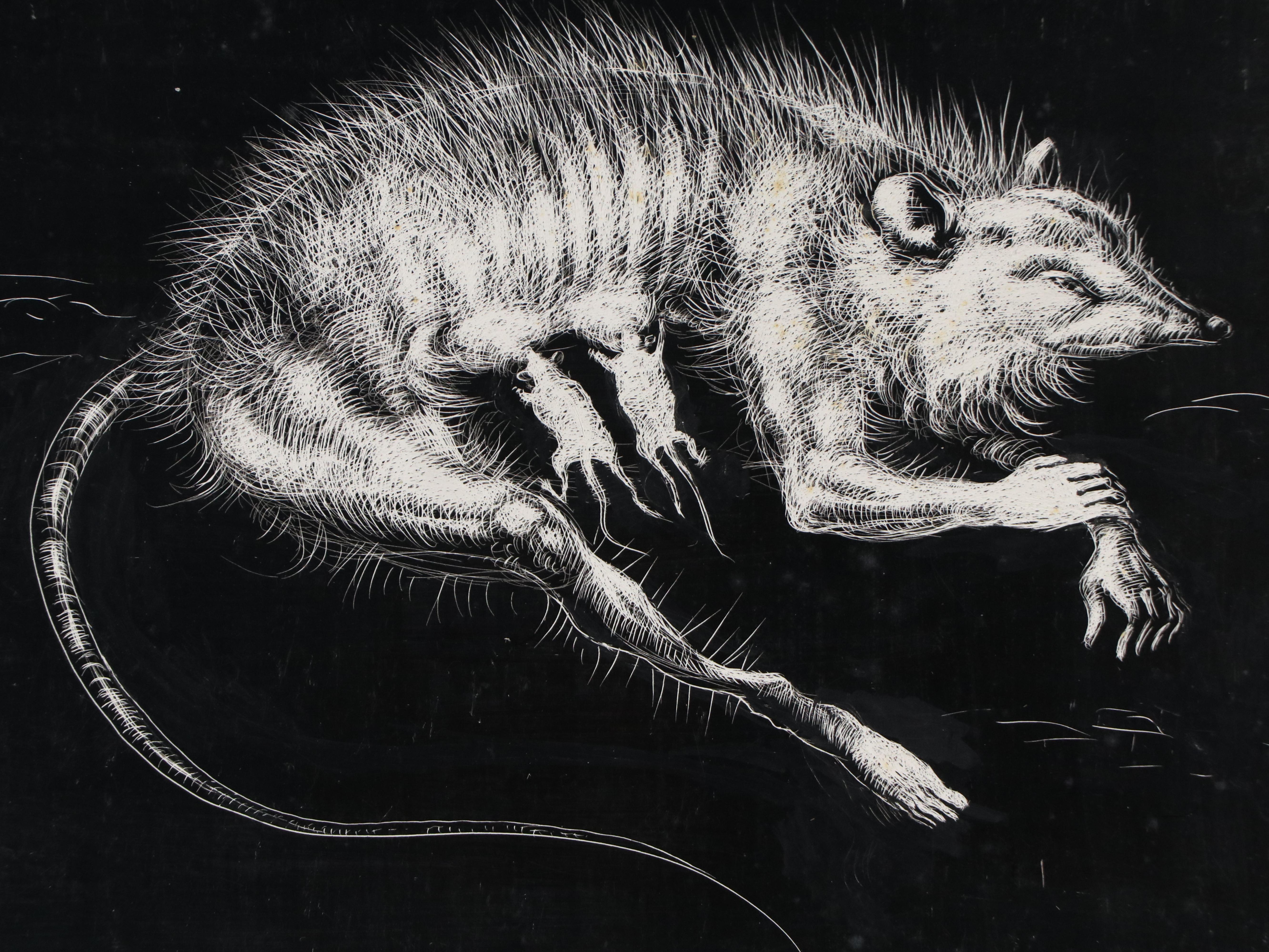 Harvey Shepard Sgraffito Drawing of Nursing Mother Rat with Human Limbs, 20th C.