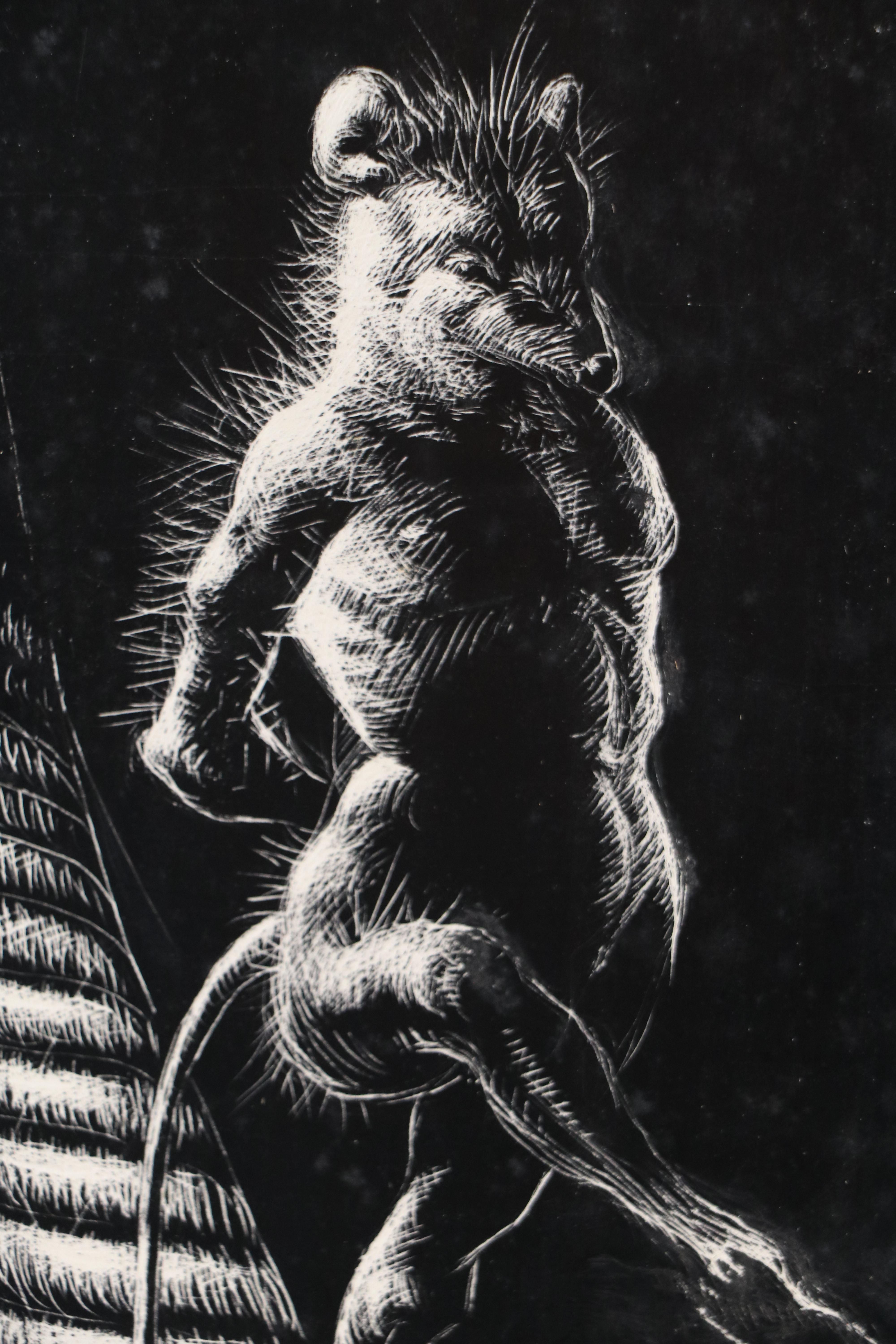 Harvey Shepard Sgraffito Drawing "Rat I - Pierre," Mid-20th Century